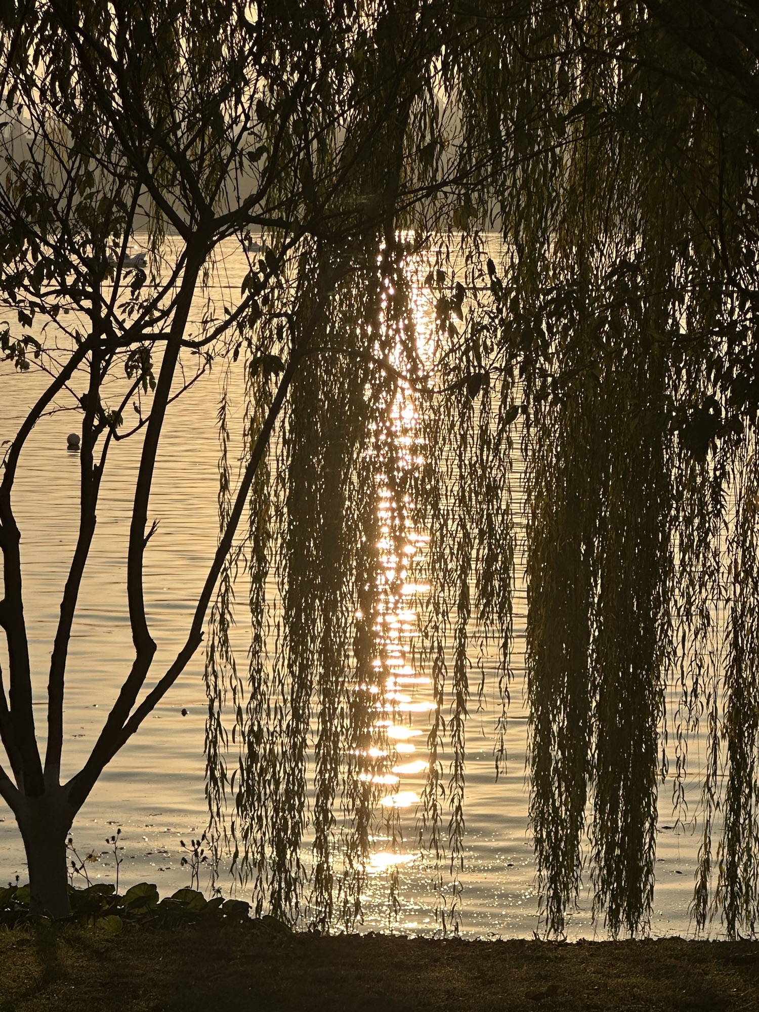玄武湖景区旅行图片 3