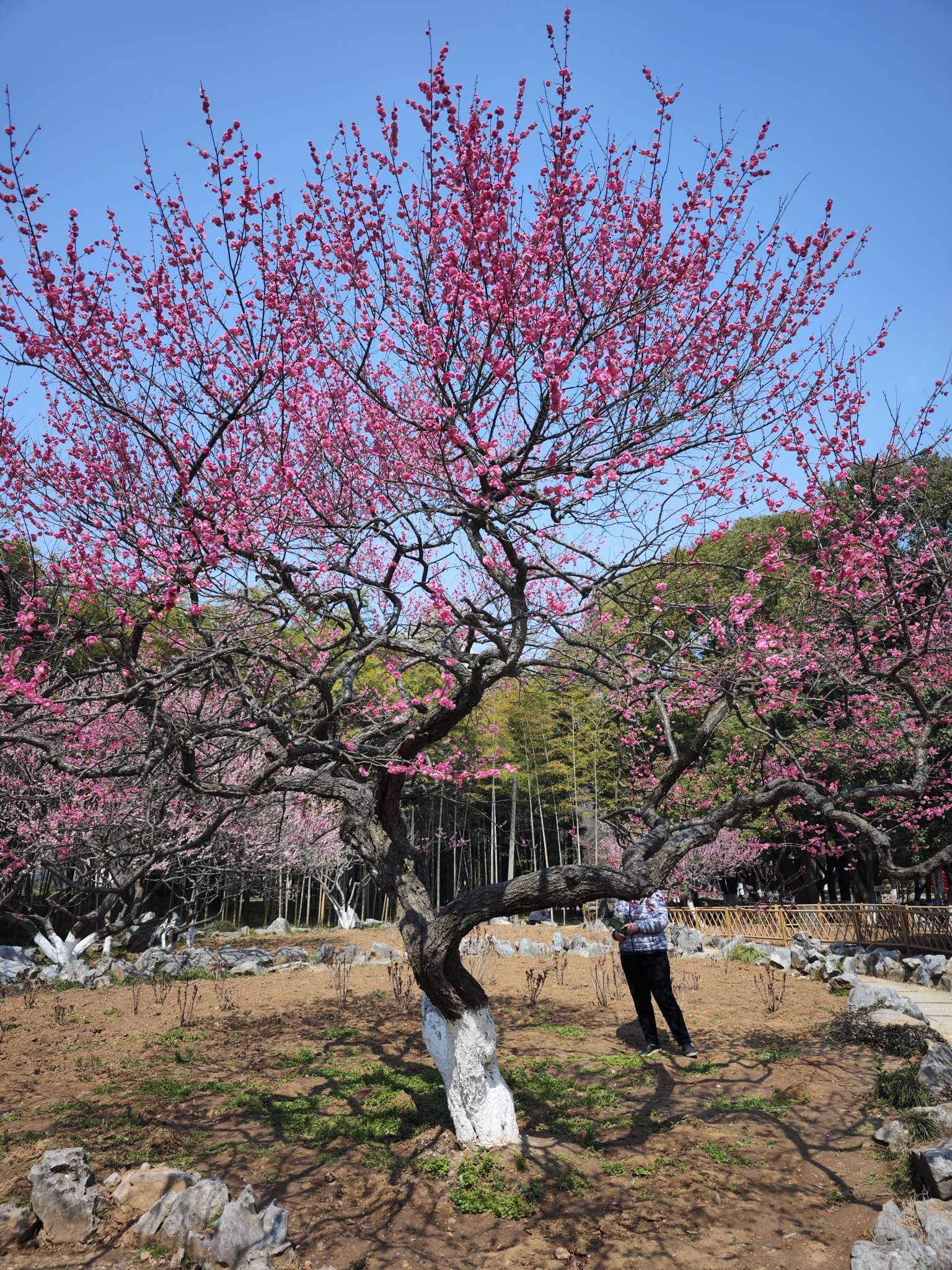 古林公园旅行图片 1