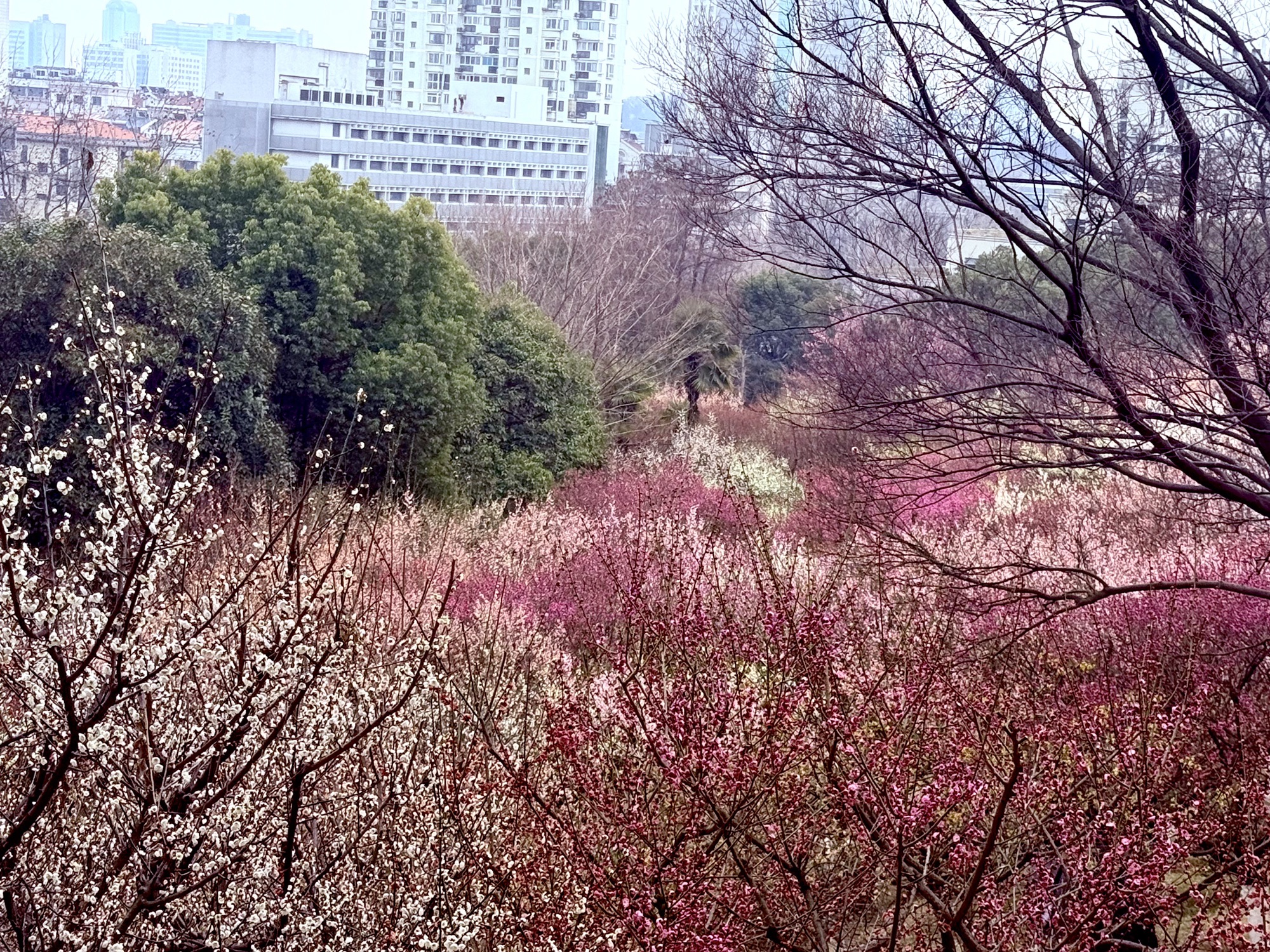 古林公园旅行图片 2
