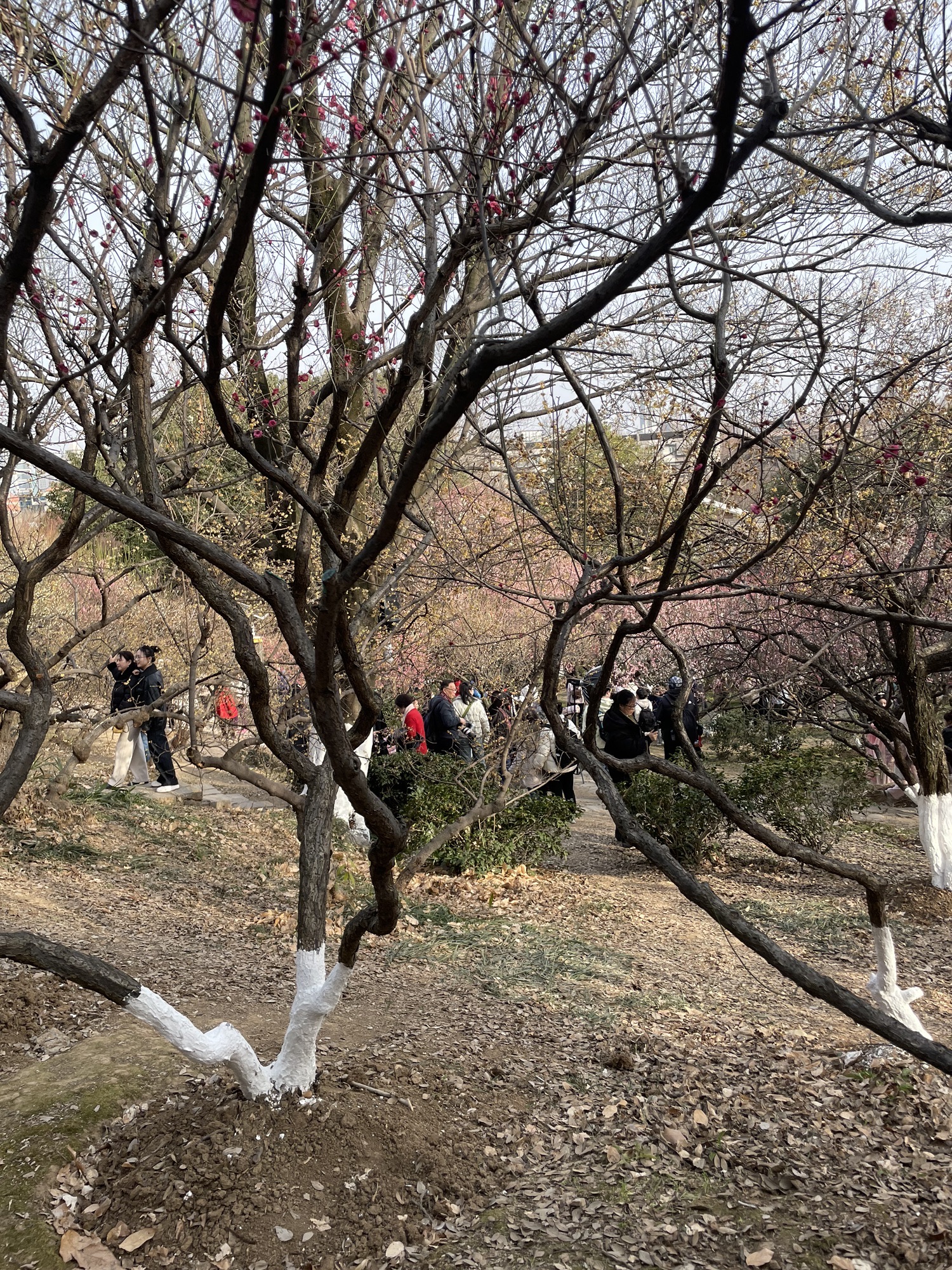 古林公园旅行图片 3