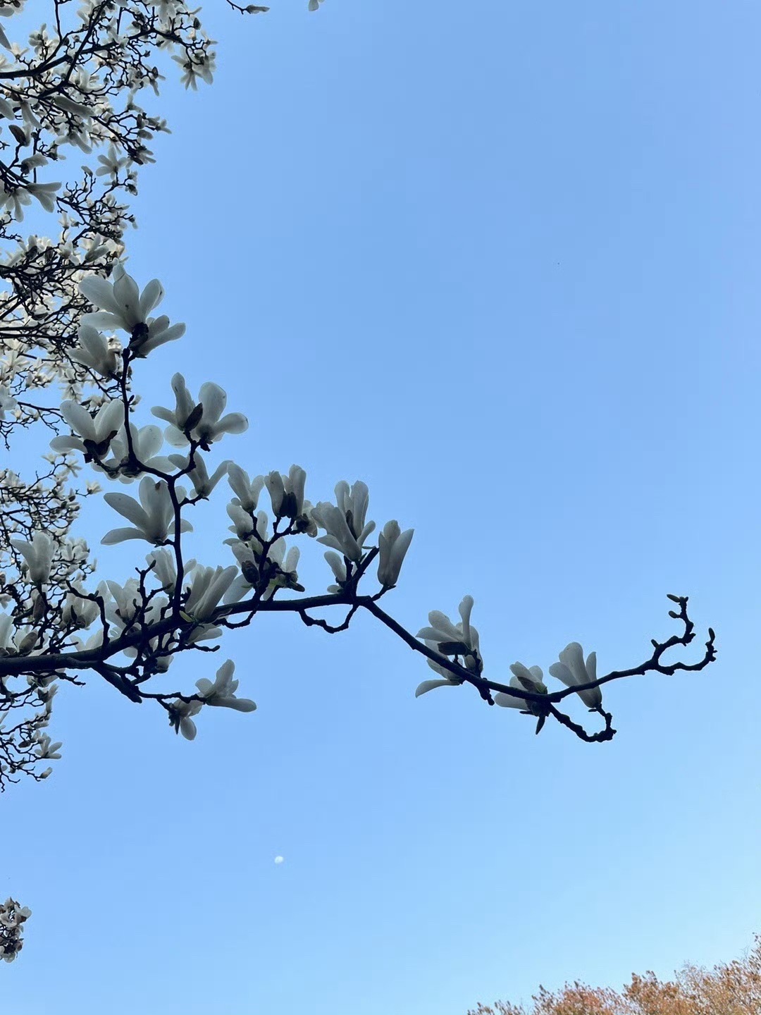 古林公园旅行图片 2
