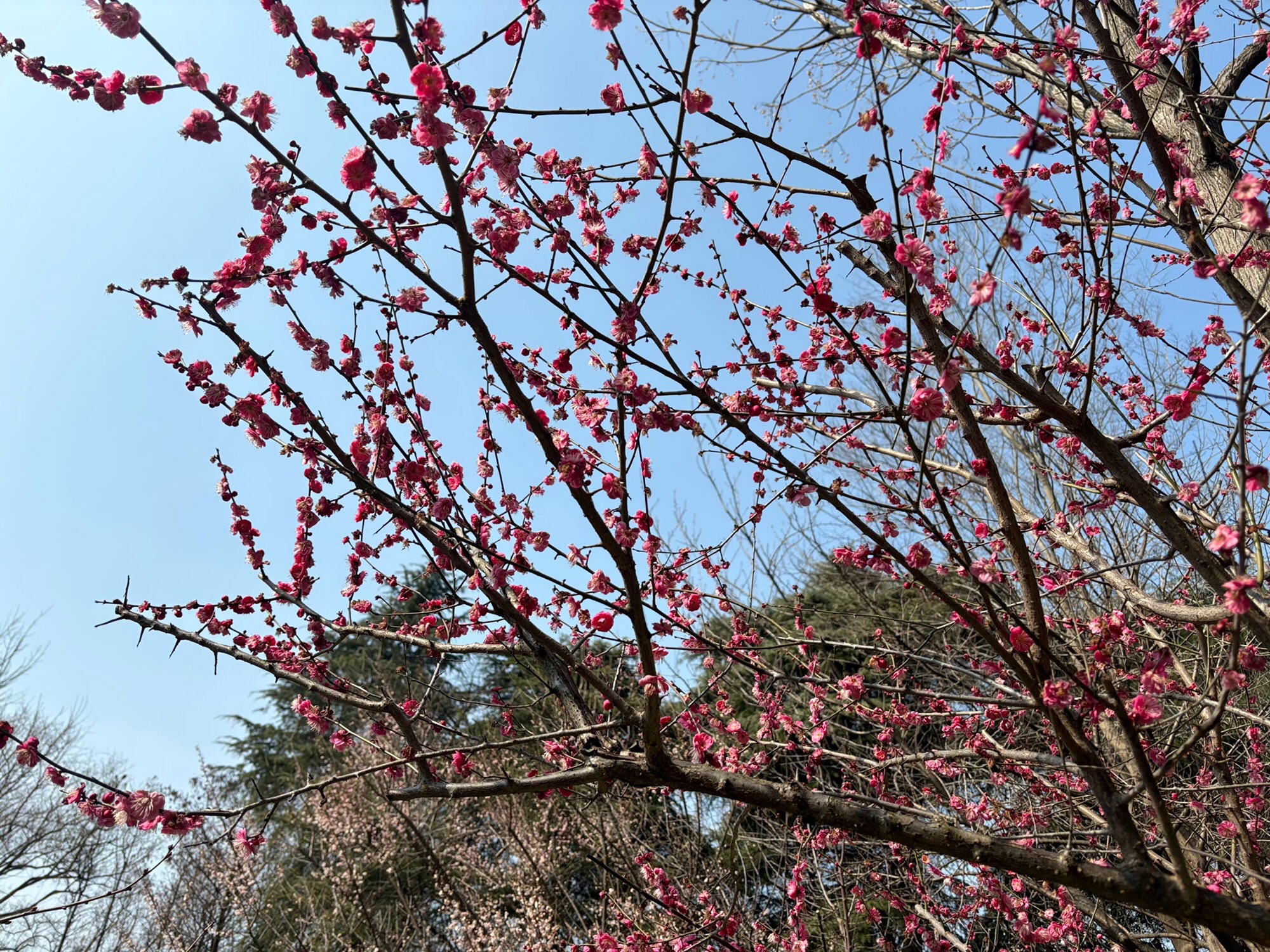 古林公园旅行图片 1