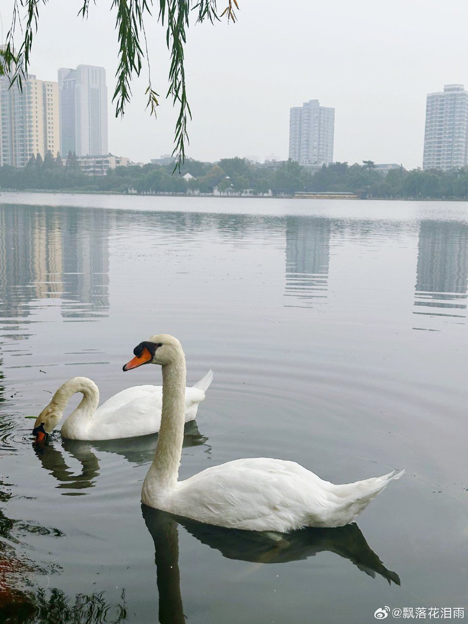 莫愁湖公园旅行图片 2