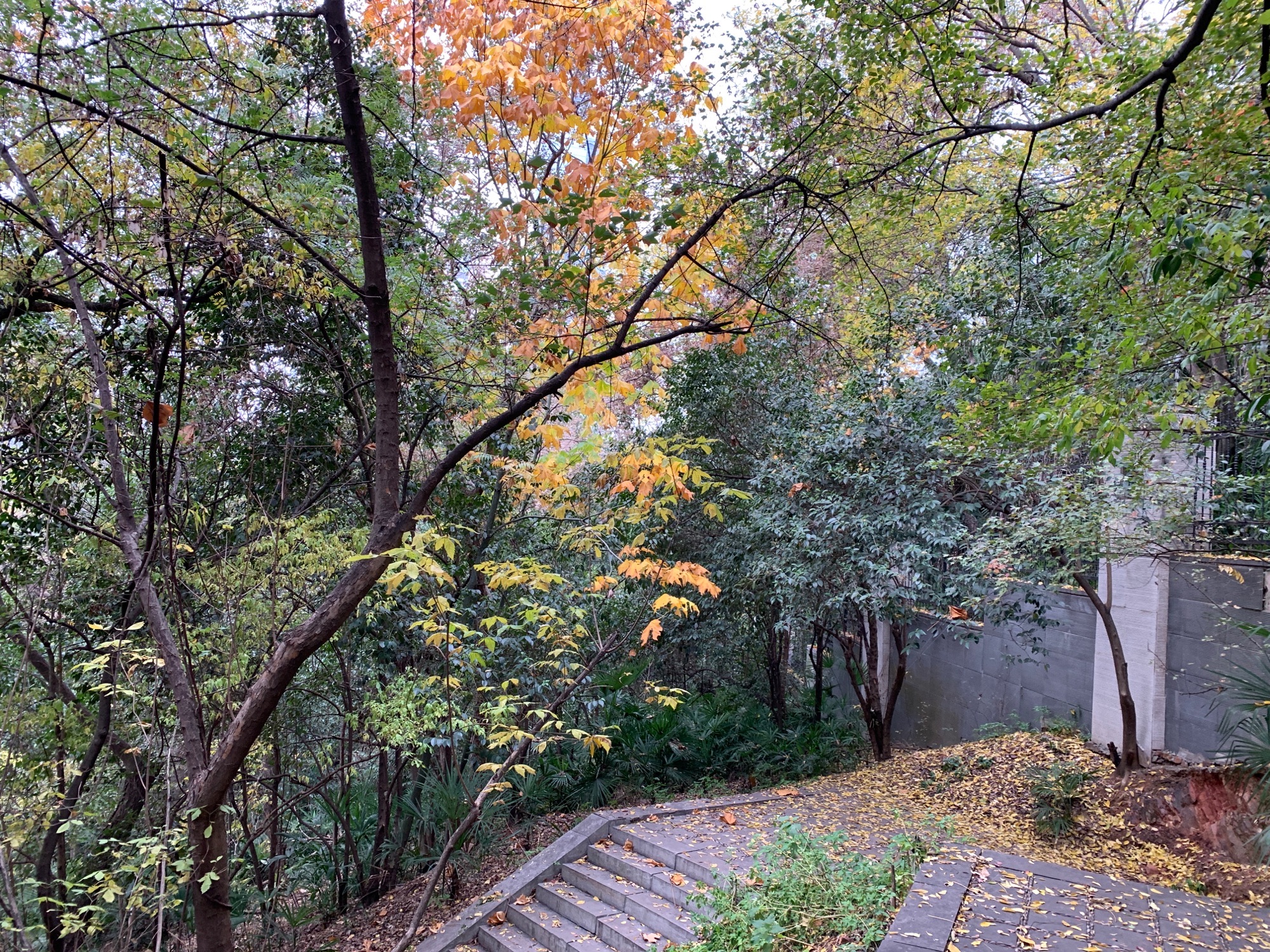 北极阁公园旅行图片 3