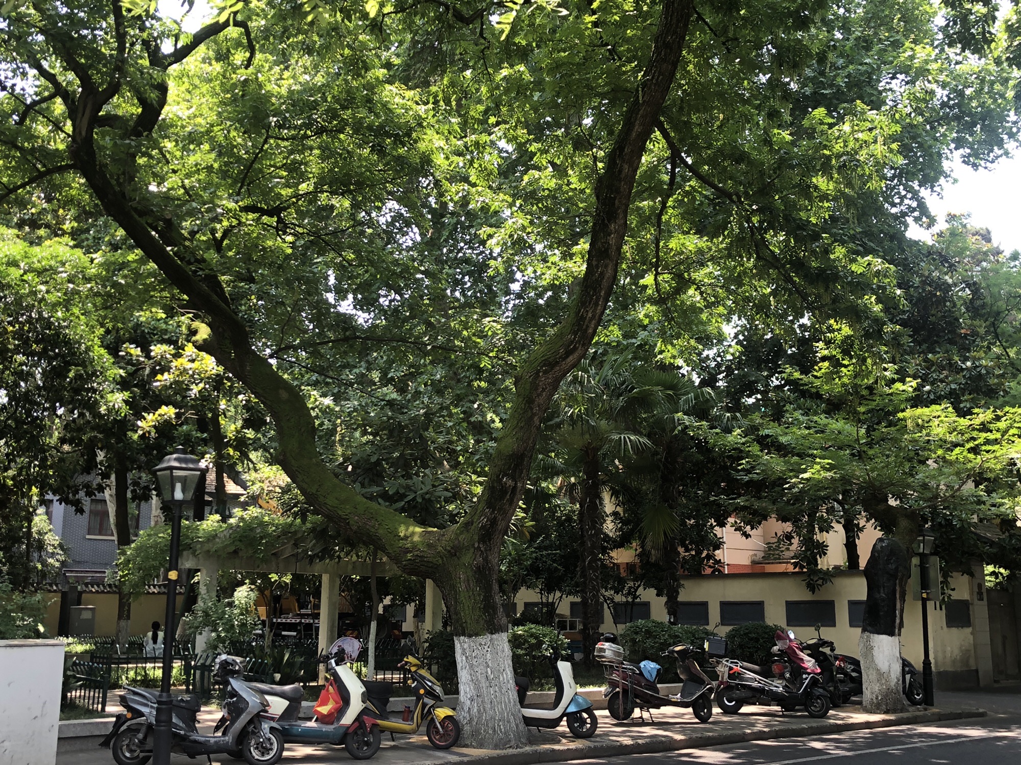 颐和路公馆区第十二片区旅行图片 1
