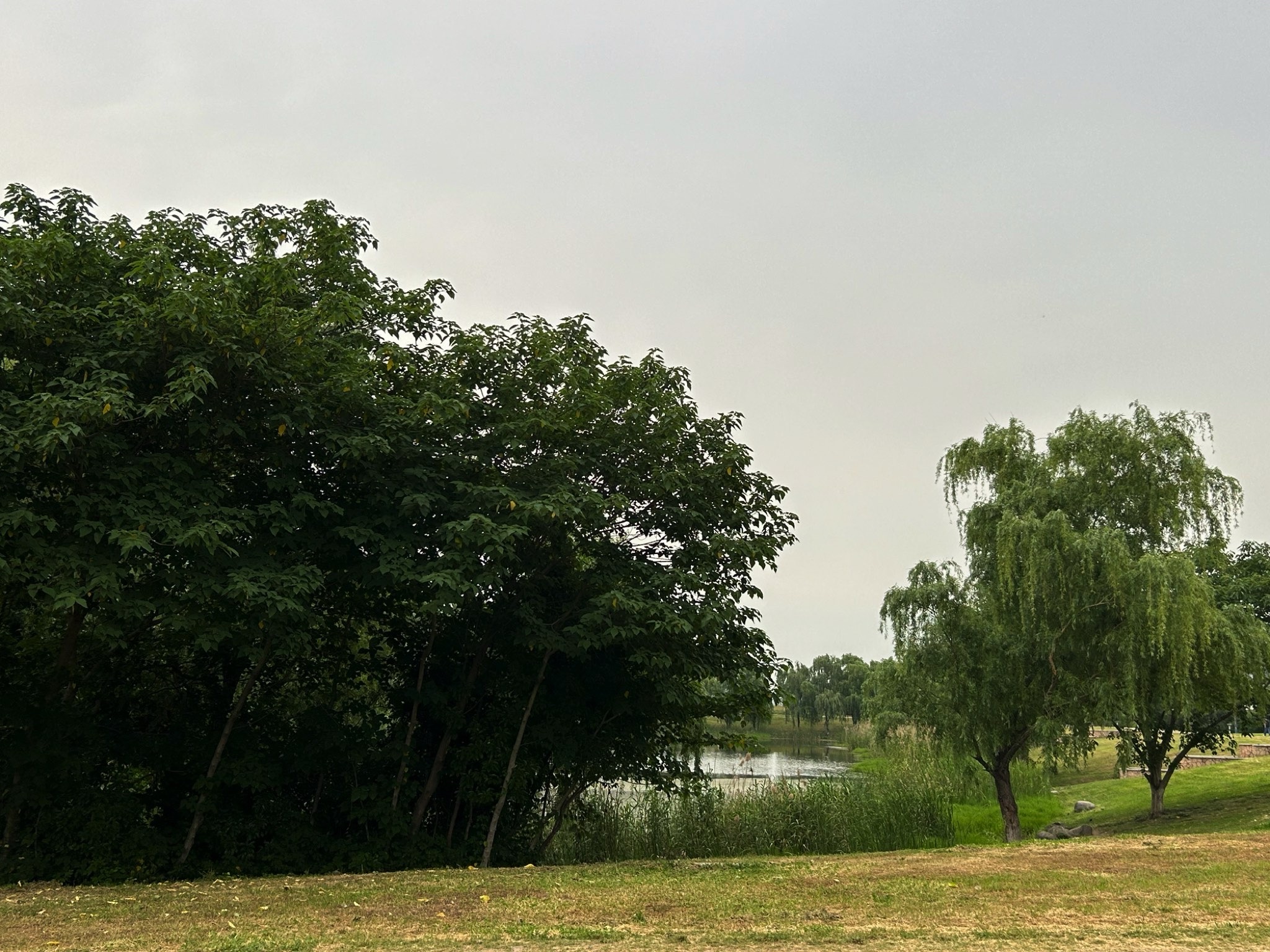 九龙湖公园旅行图片 3