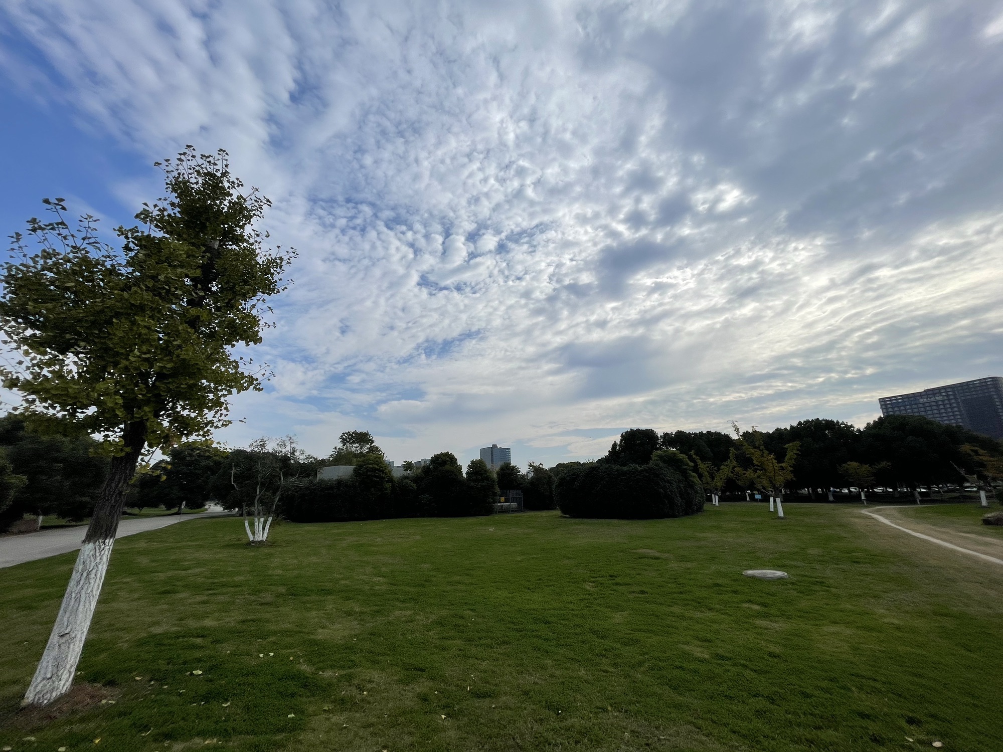 九龙湖公园旅行图片 3