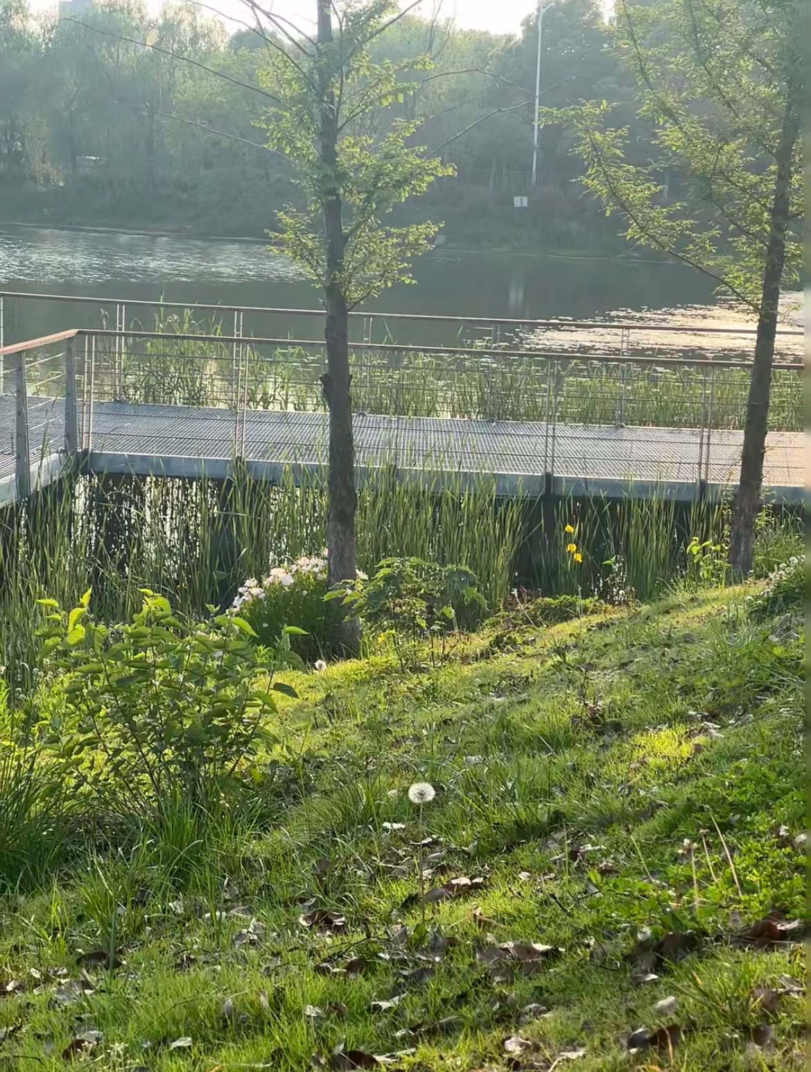 江宁区大学城天印湖公园旅行图片 2