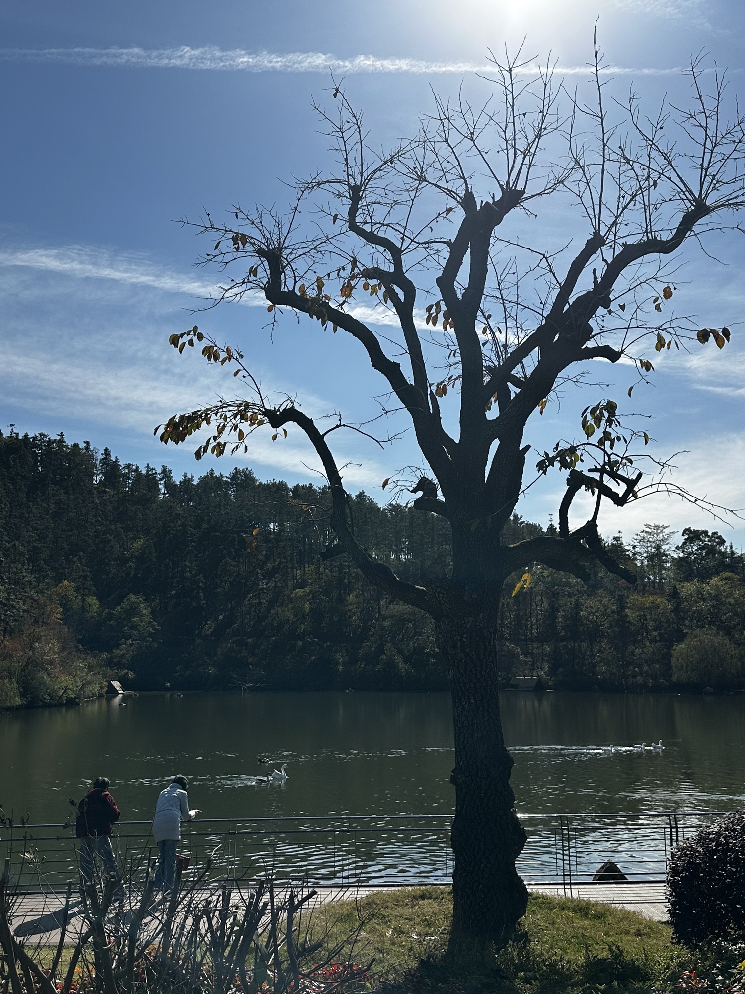 银杏湖旅游度假区旅行图片 1