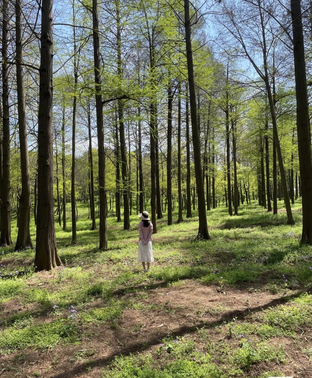 平顶山公园旅行图片 1