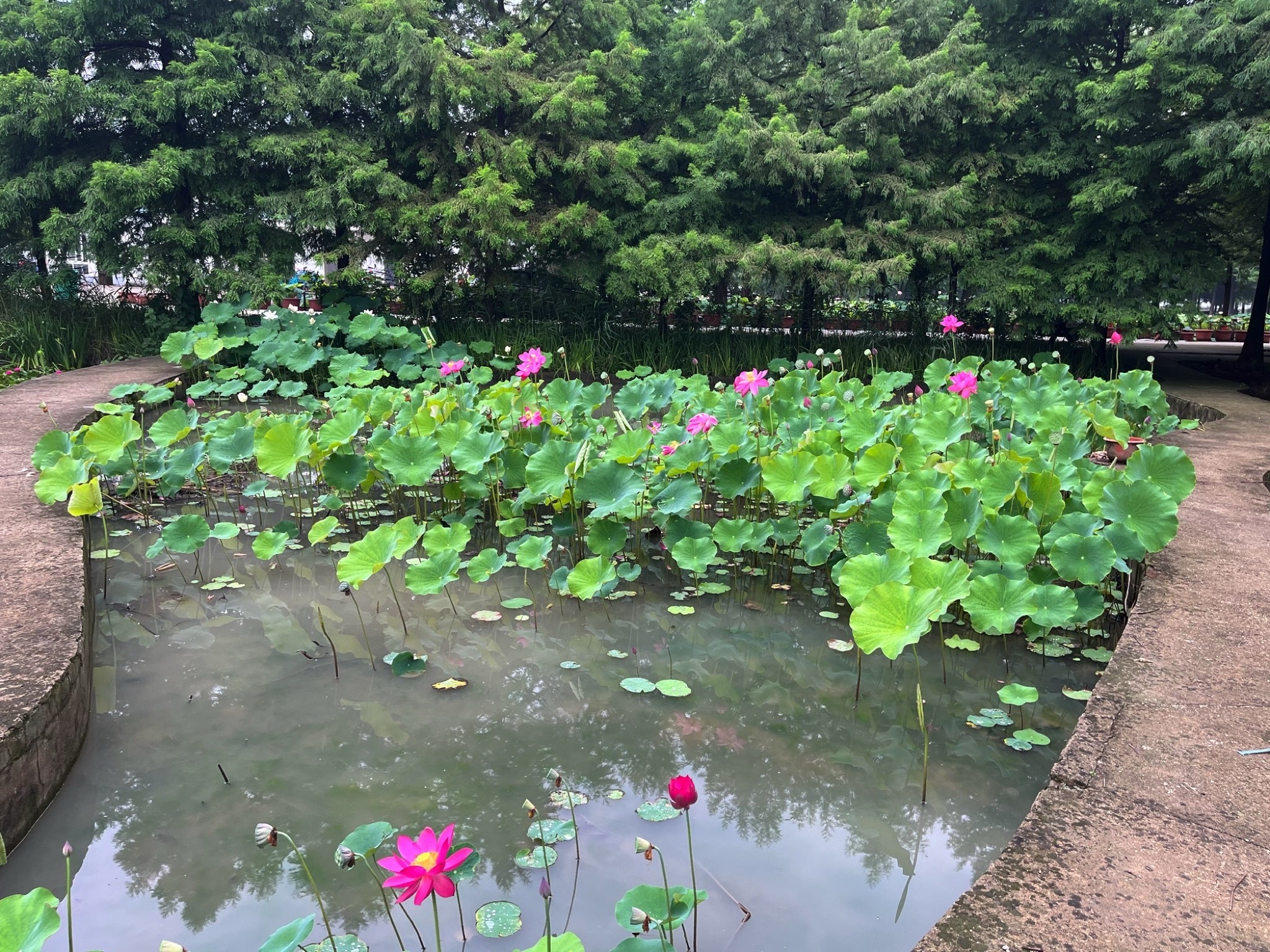艺莲苑(不对外开放)旅行图片 1