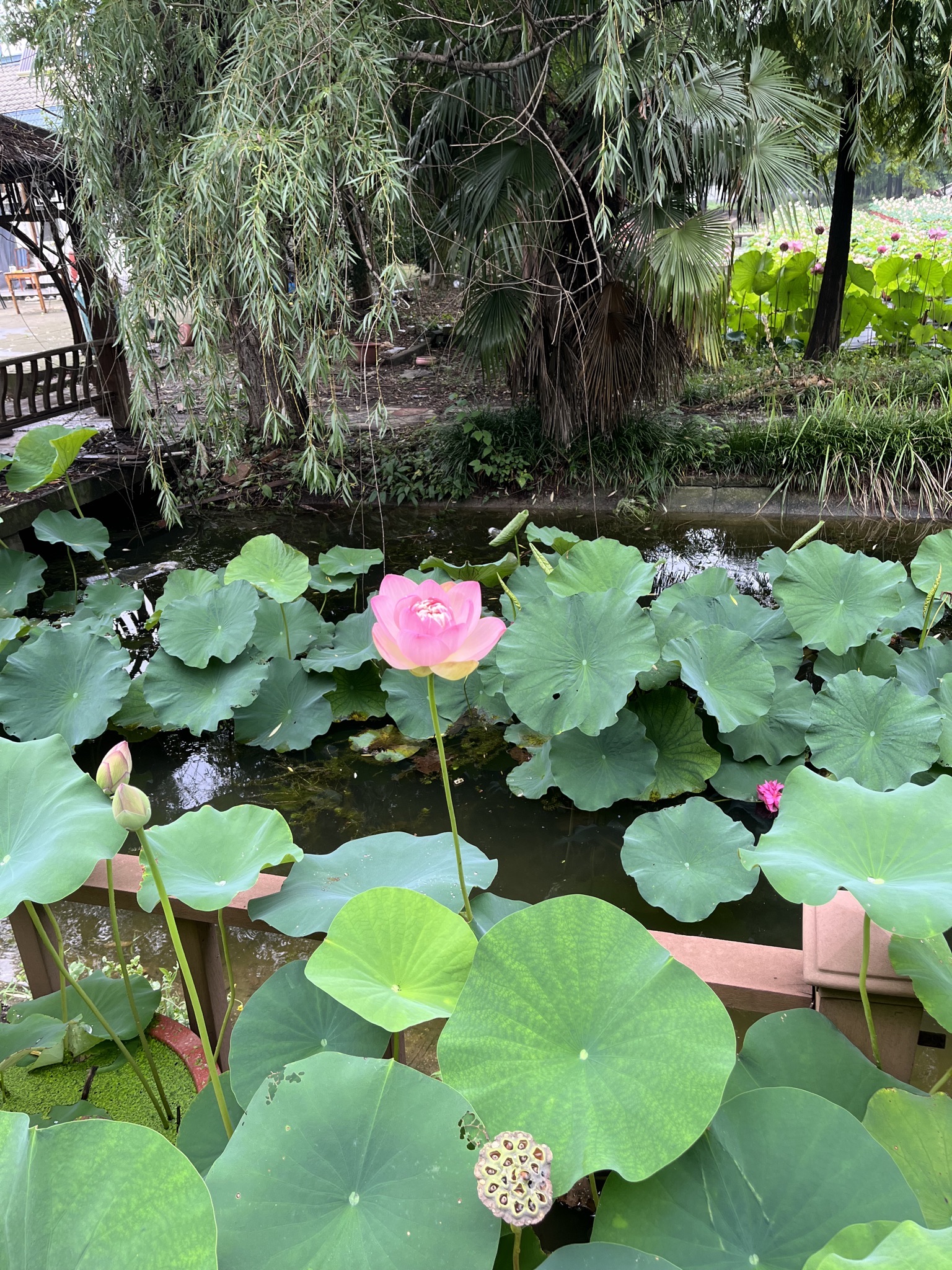 艺莲苑(不对外开放)旅行图片 2