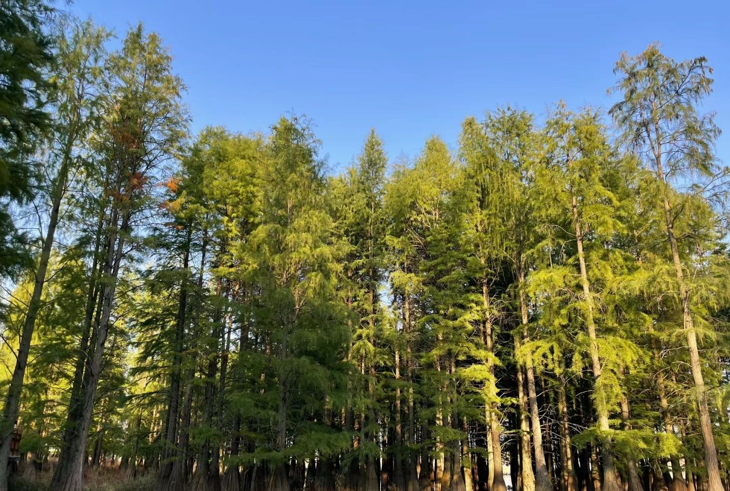 南京平山森林公园旅行图片 1