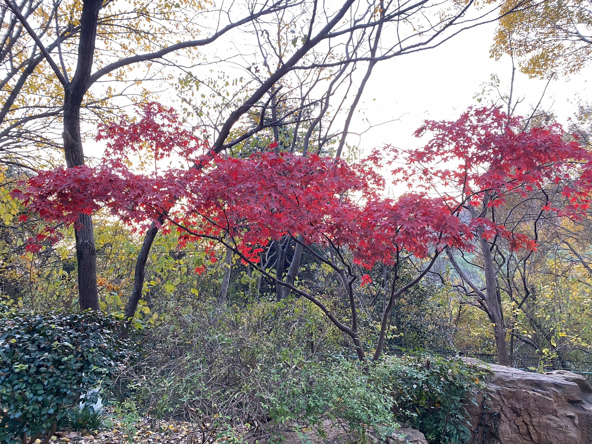 南京聚宝山公园旅行图片 3