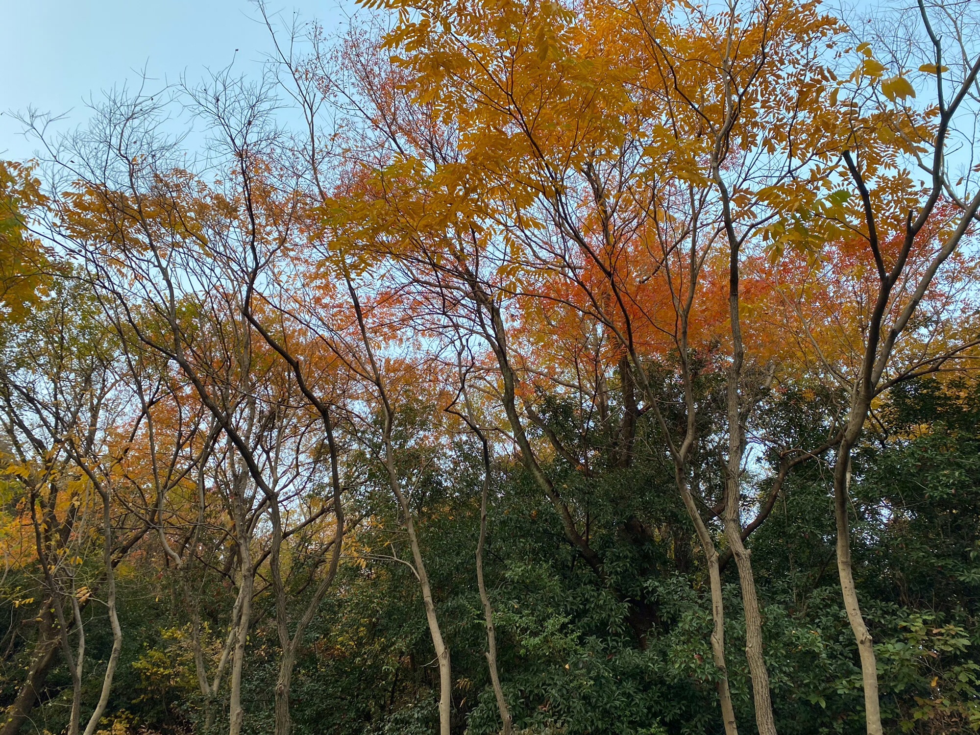 南京聚宝山公园旅行图片 1