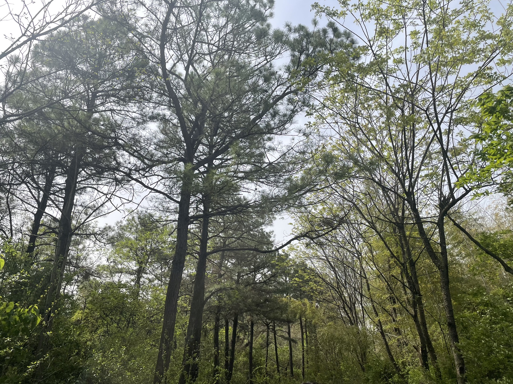 明觉寺森林公园旅行图片 1