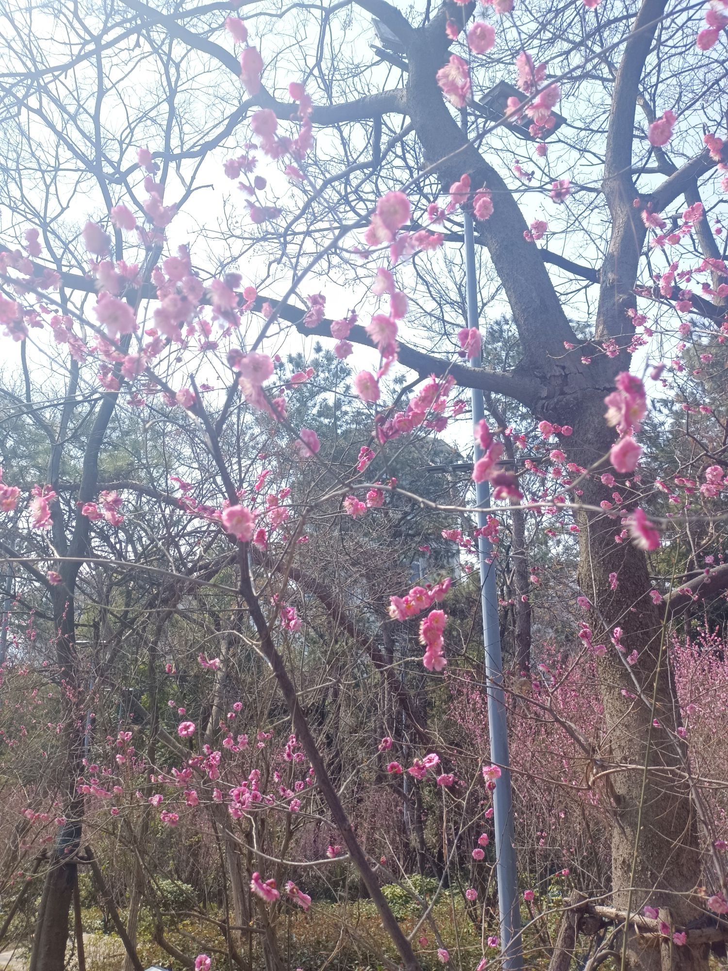 竹山文化休闲公园旅行图片 2