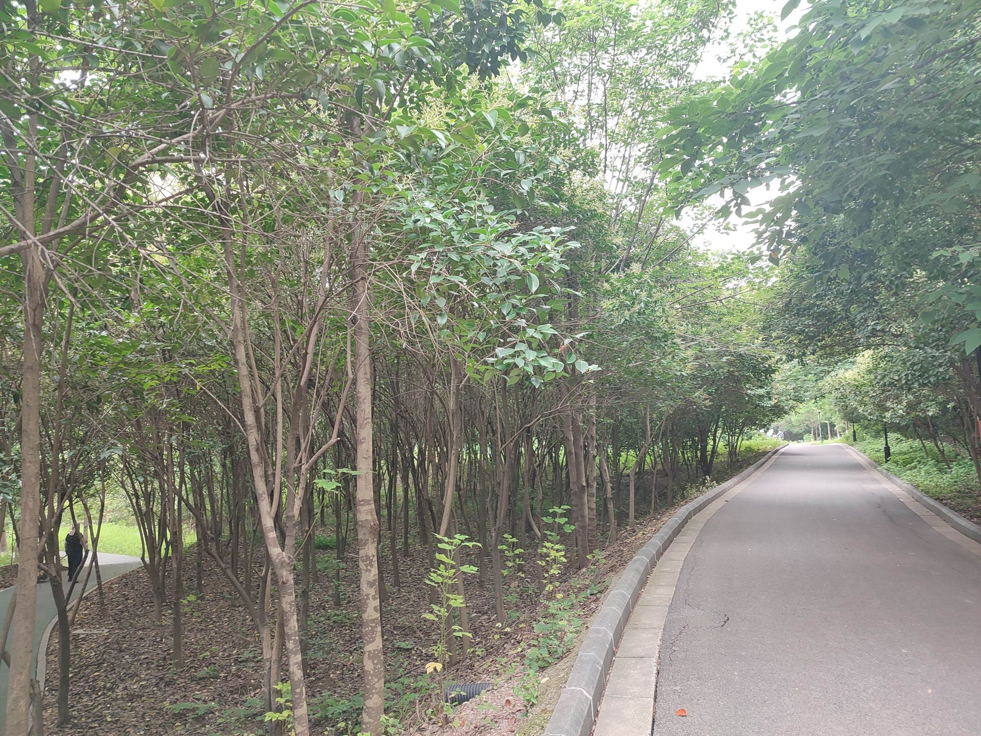 太平山公园旅行图片 3