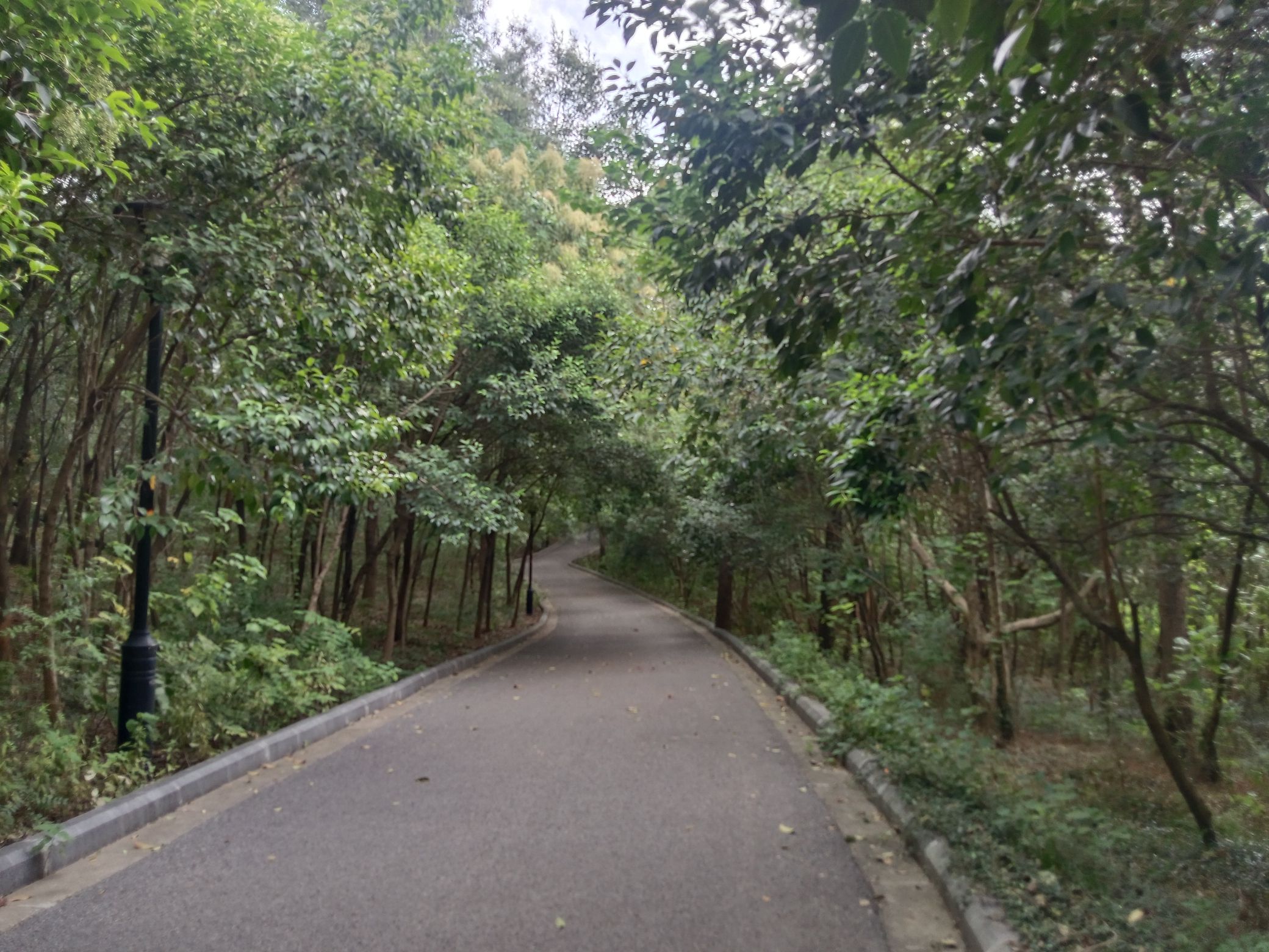太平山公园旅行图片 2
