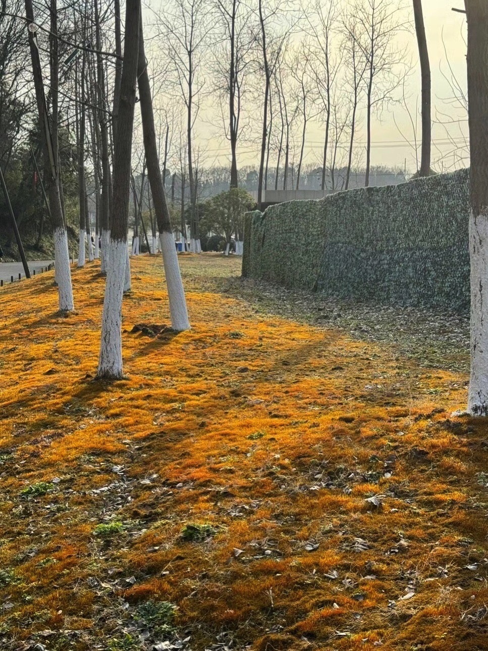 佛手湖郊野公园旅行图片 2