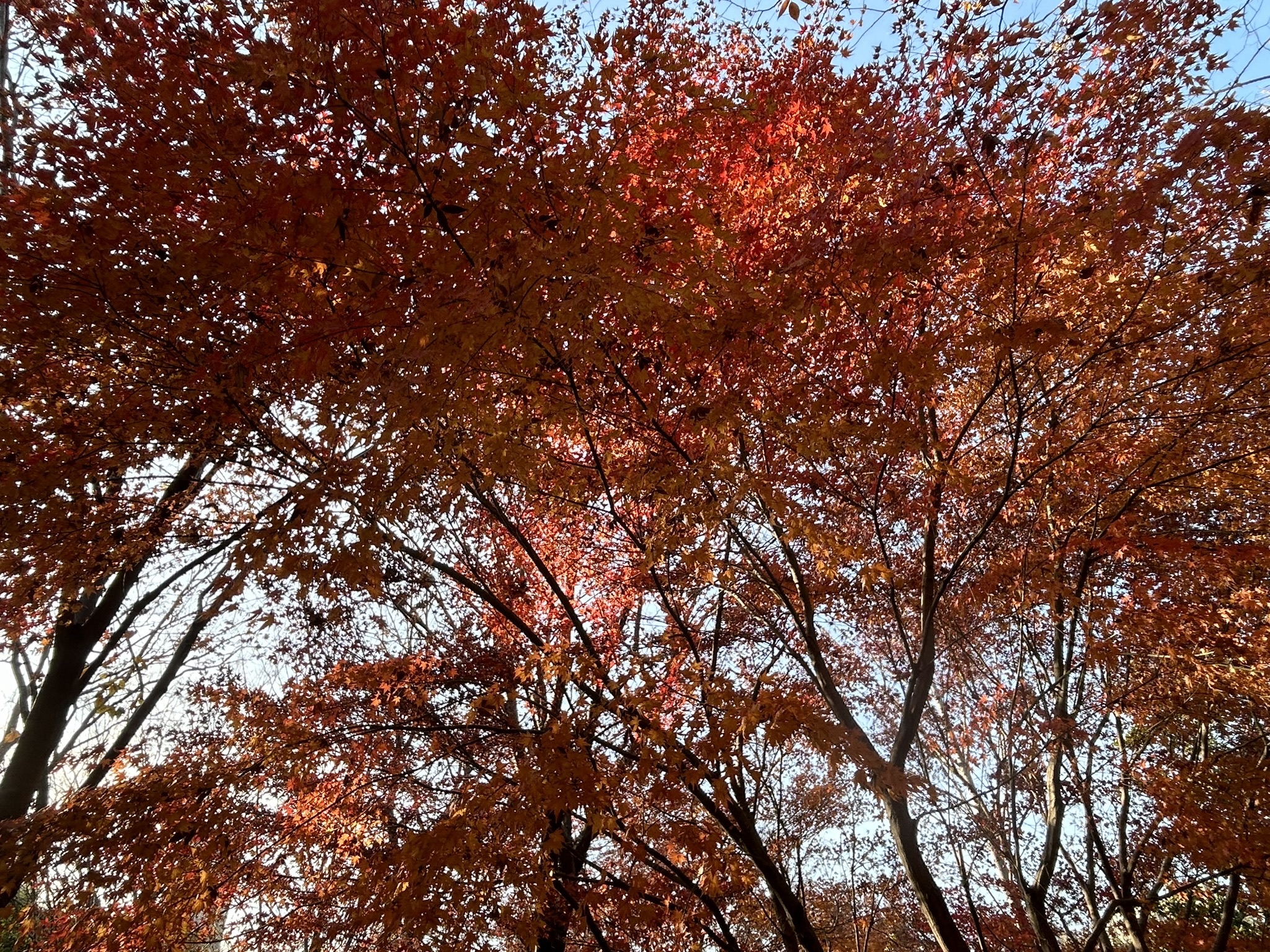 南京市仙林湖公园旅行图片 2