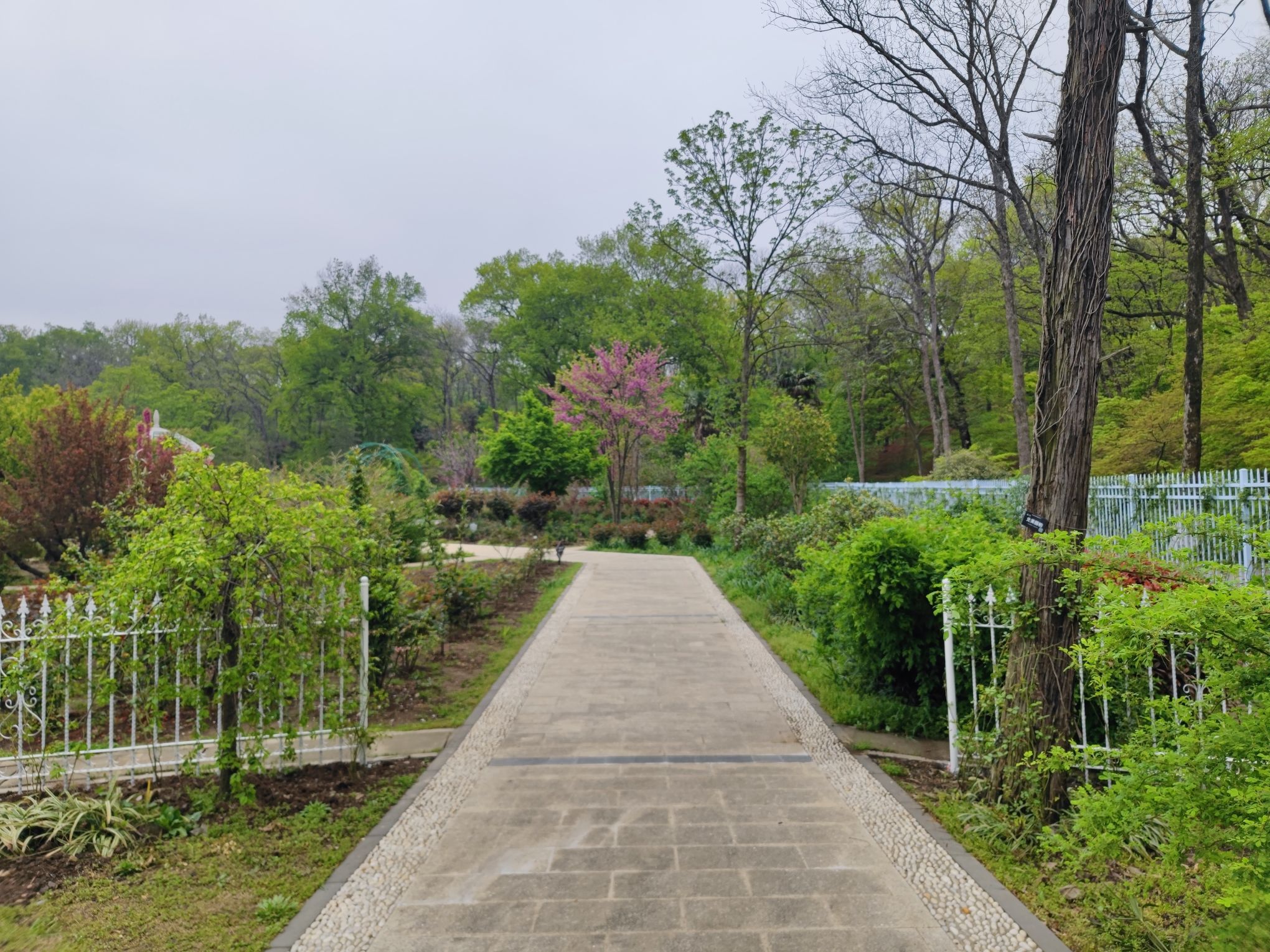 钟山风景区-南京中山植物园-蔷薇园
