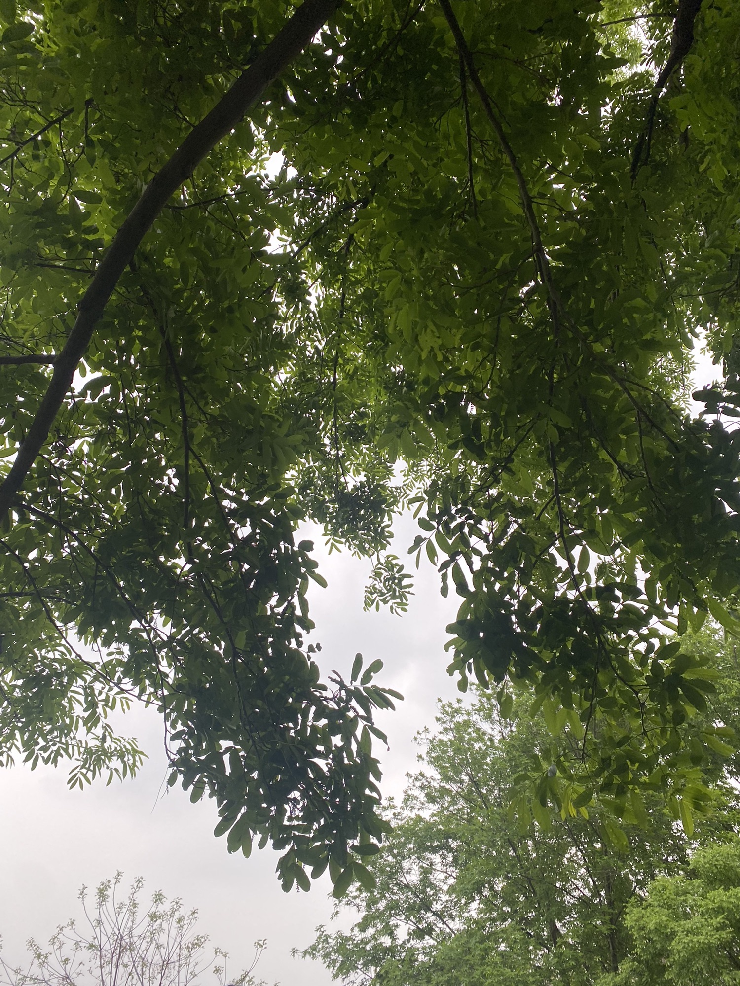羊山公园旅行图片 3