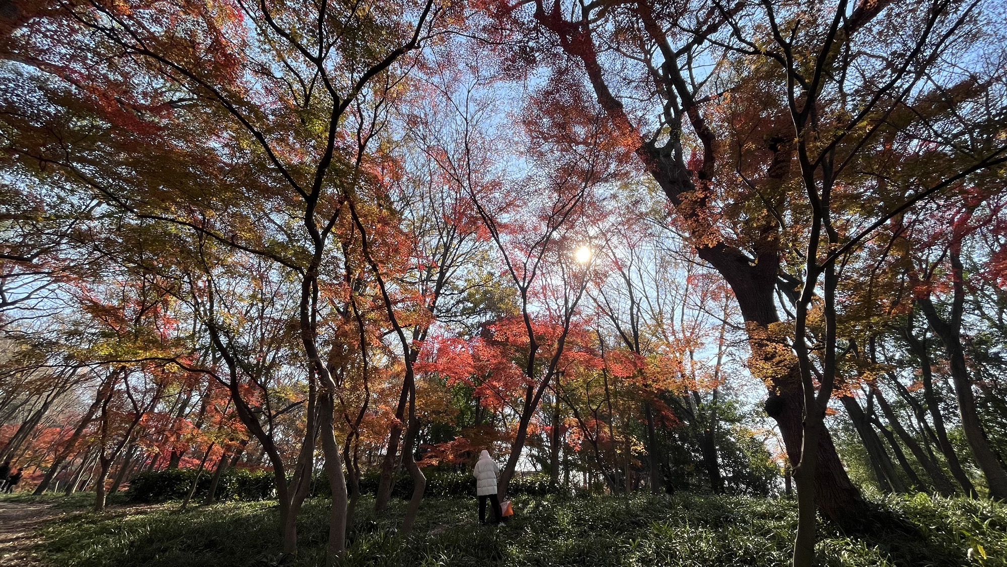 钟山风景区-南京中山植物园-红枫岗