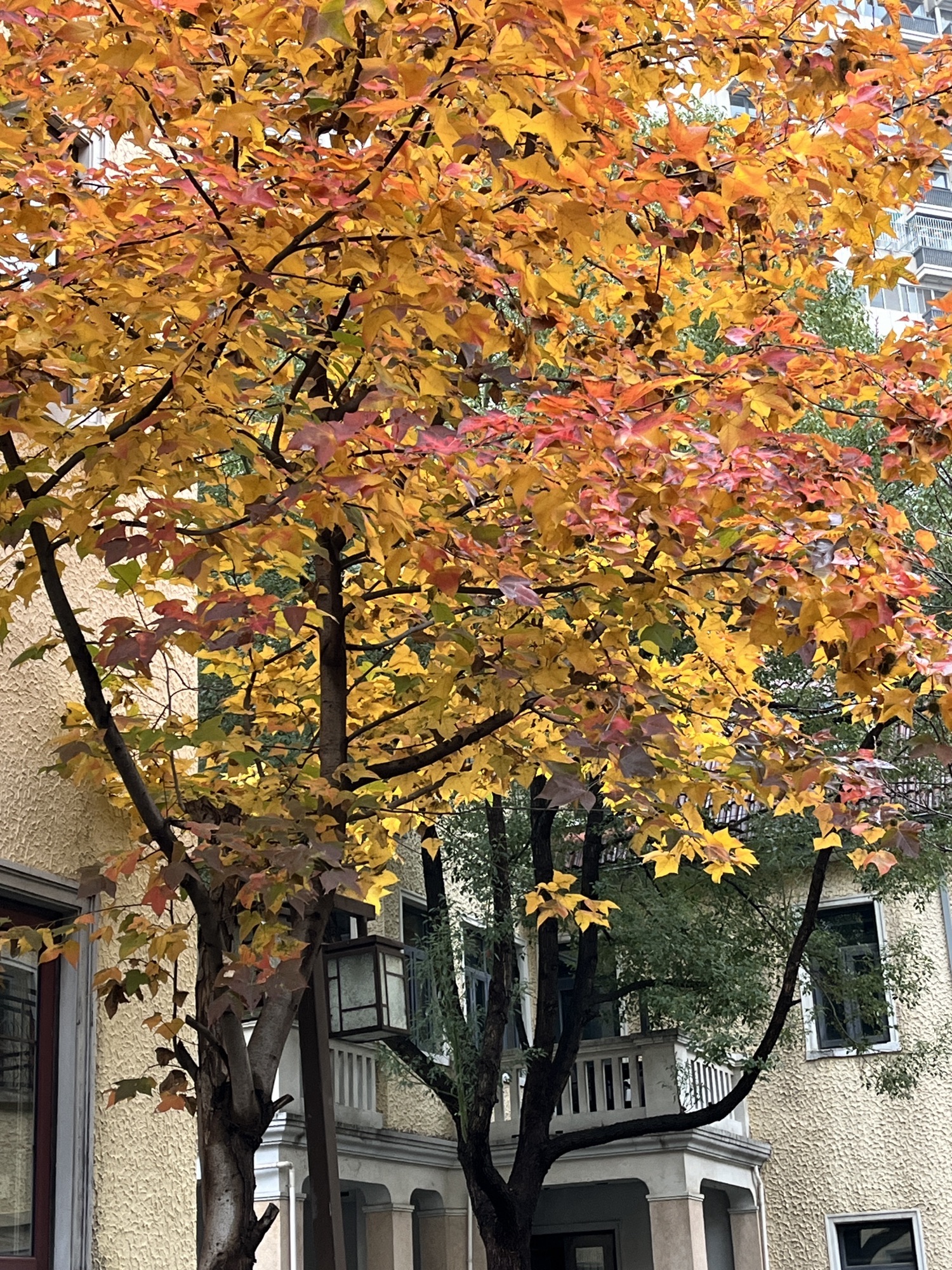 颐和路11号民国建筑旅行图片 1