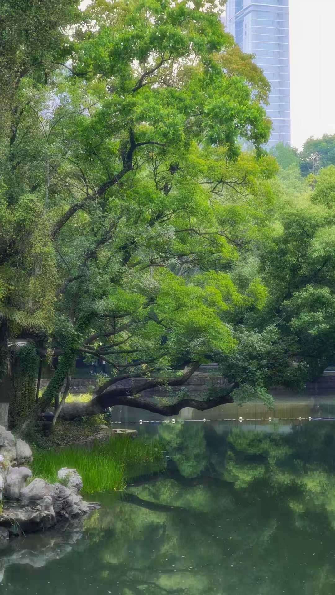 中山公园旅行图片 2