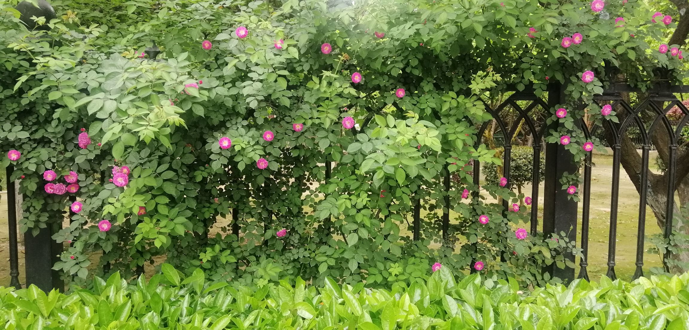 硚口公园旅行图片 2