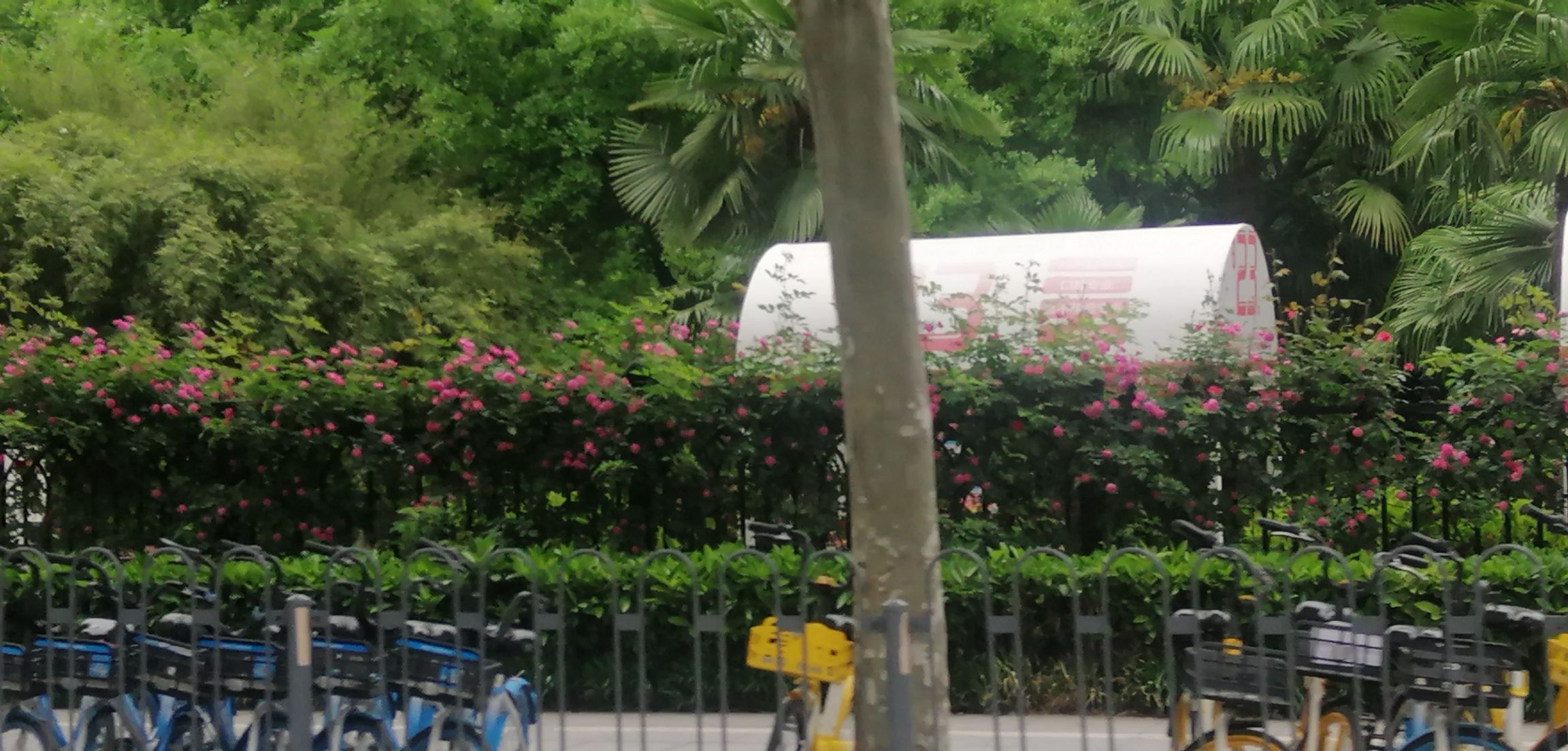 硚口公园旅行图片 3