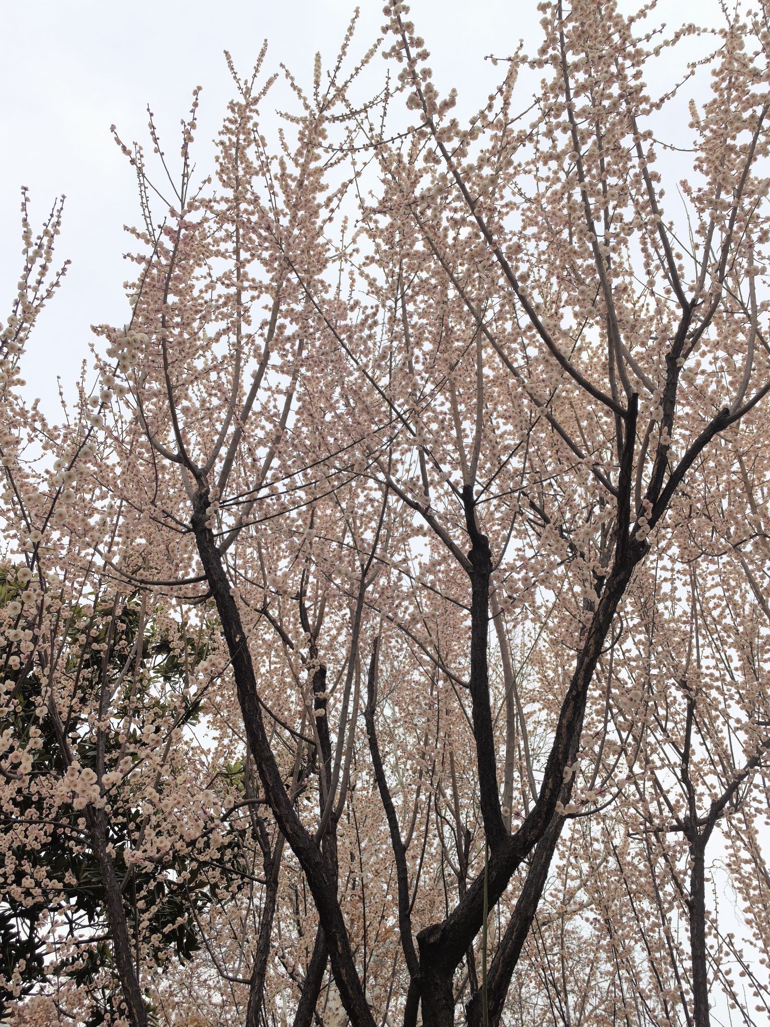 硚口公园旅行图片 1