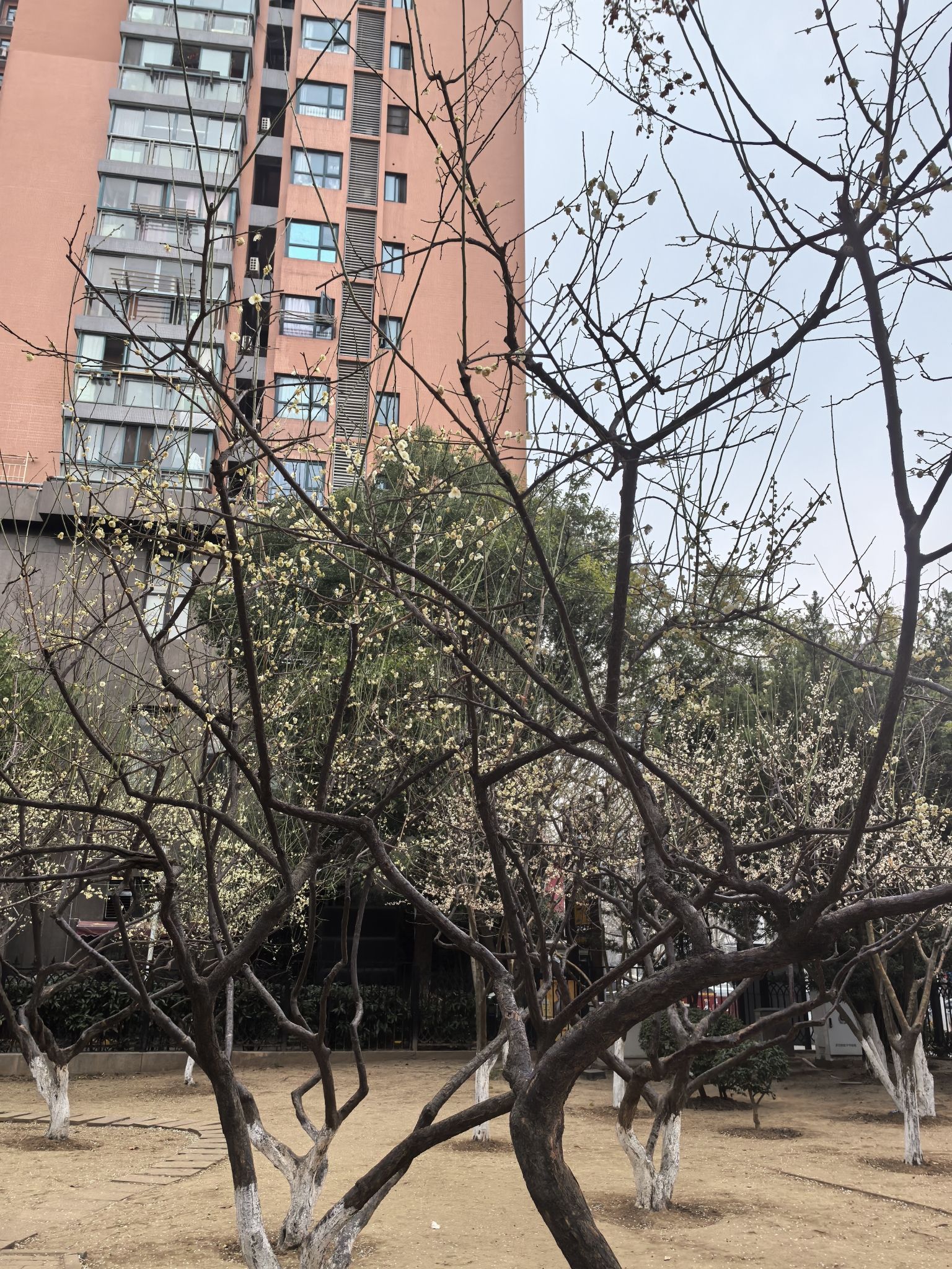 硚口公园旅行图片 2