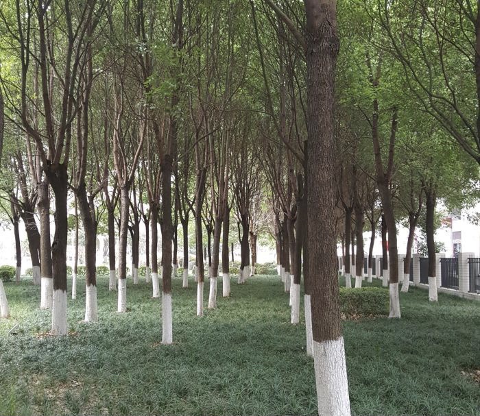 旺山公园旅行图片 3
