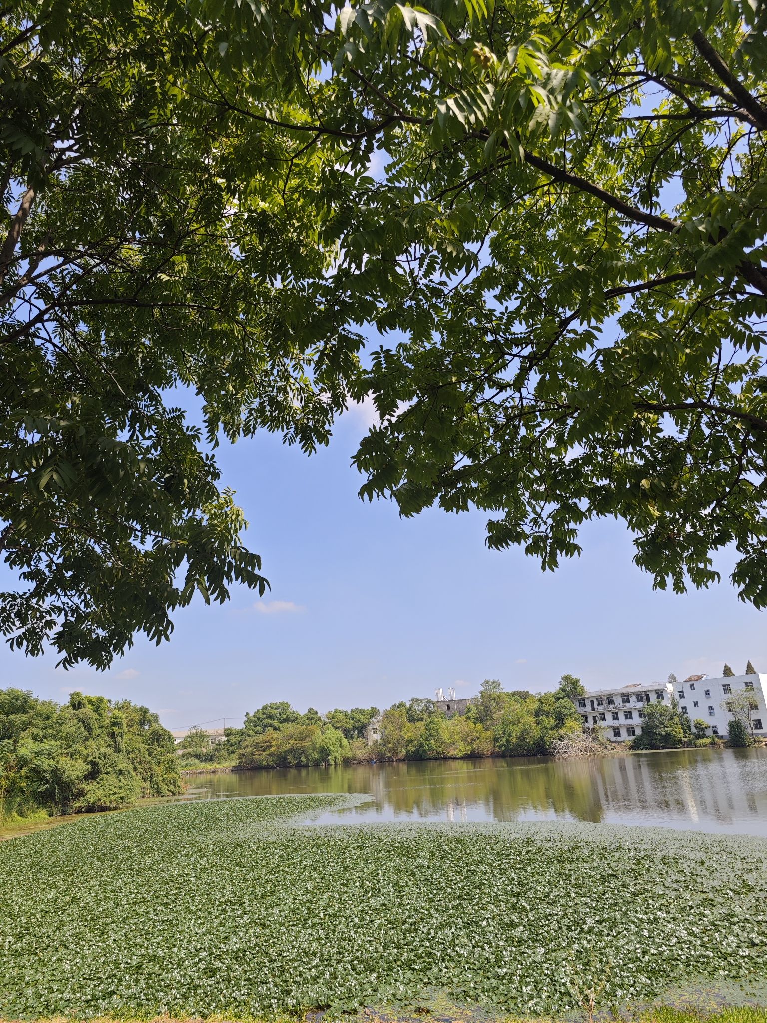 东湖生态旅游风景区旅行图片 2