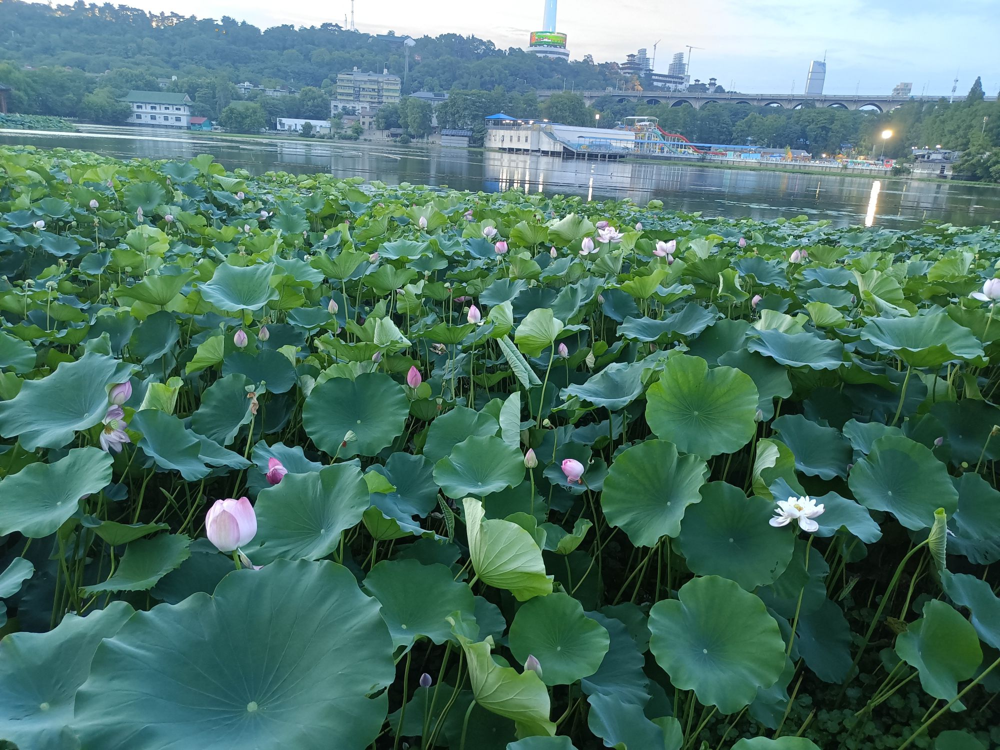 莲花湖公园旅行图片 3