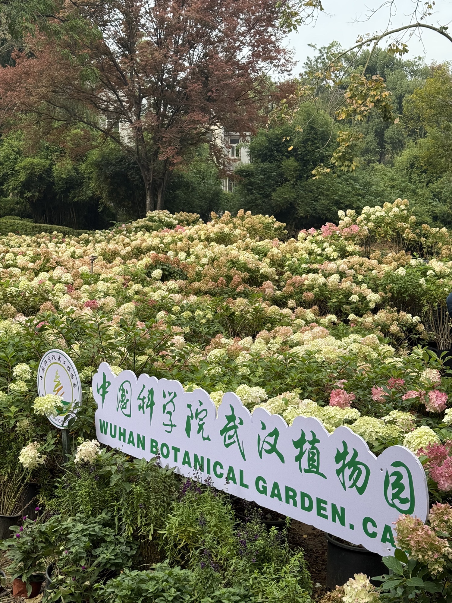 武汉植物园现场照片 11