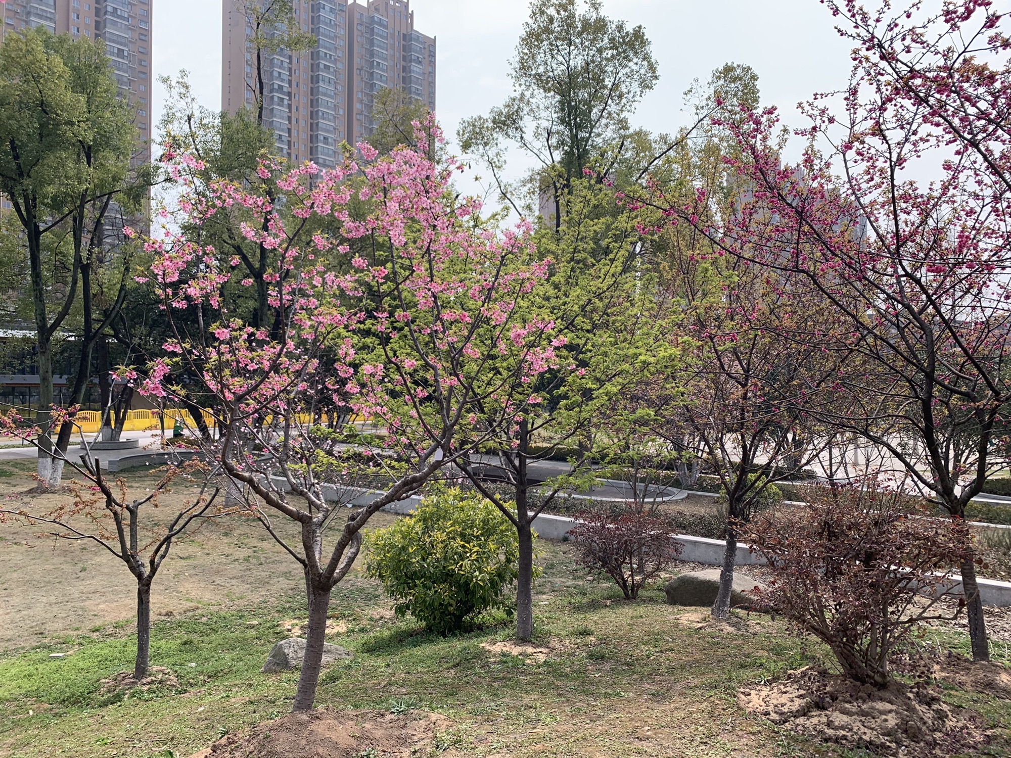 武汉市园林科普公园旅行图片 2