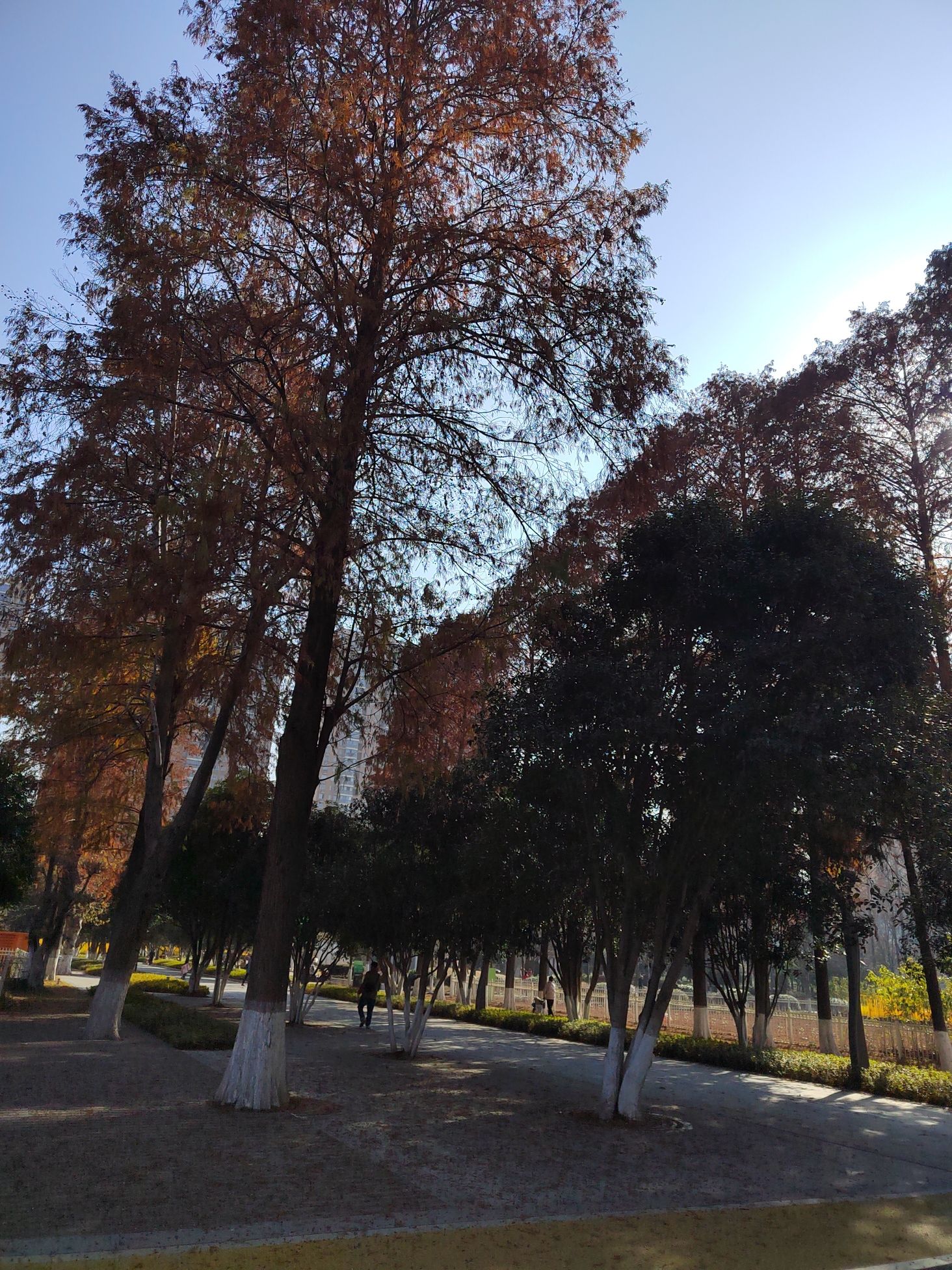 武汉市园林科普公园旅行图片 3