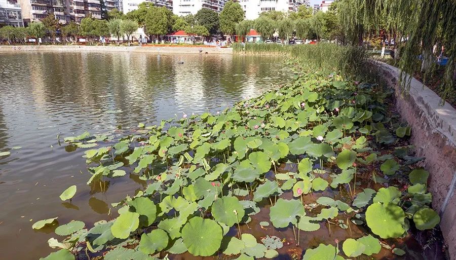 菱角湖公园旅行图片 2