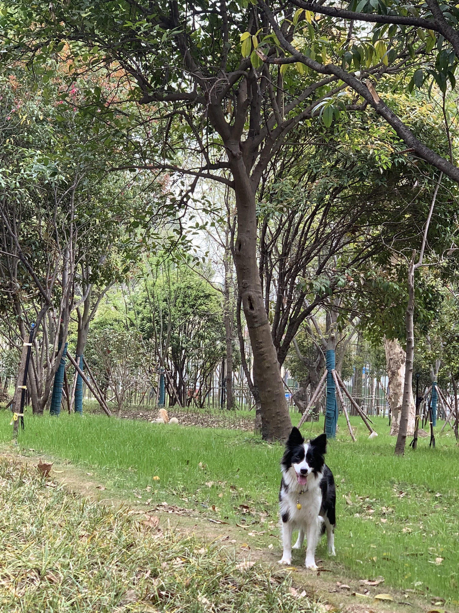 青山矶公园旅行图片 3