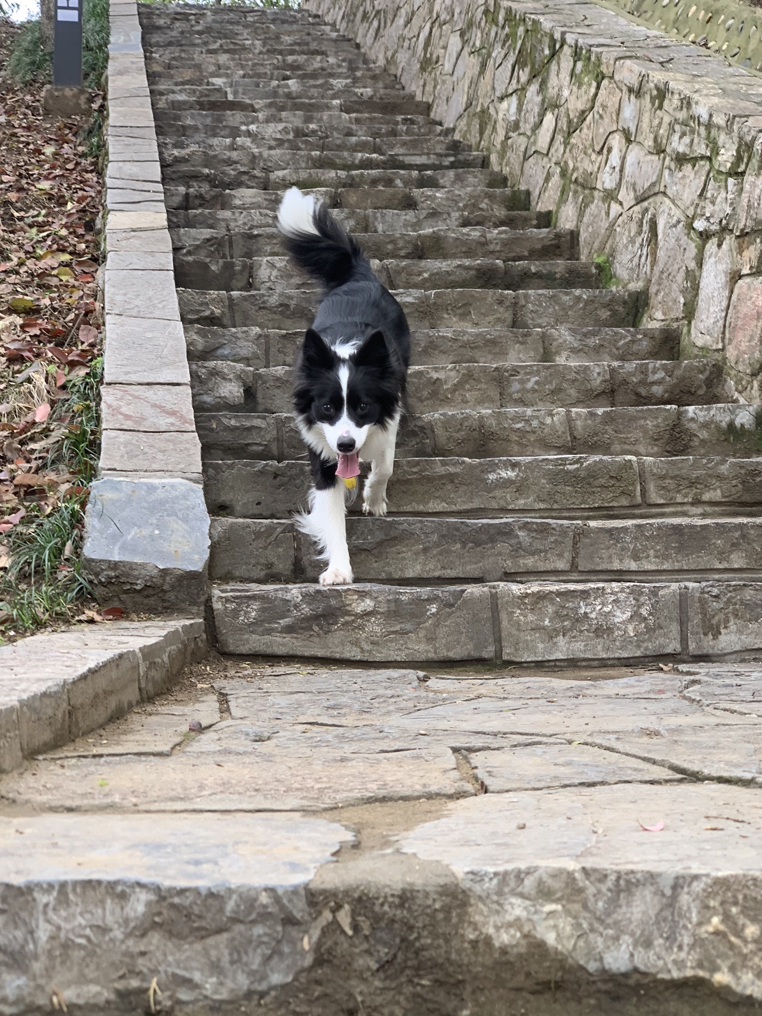 青山矶公园旅行图片 2
