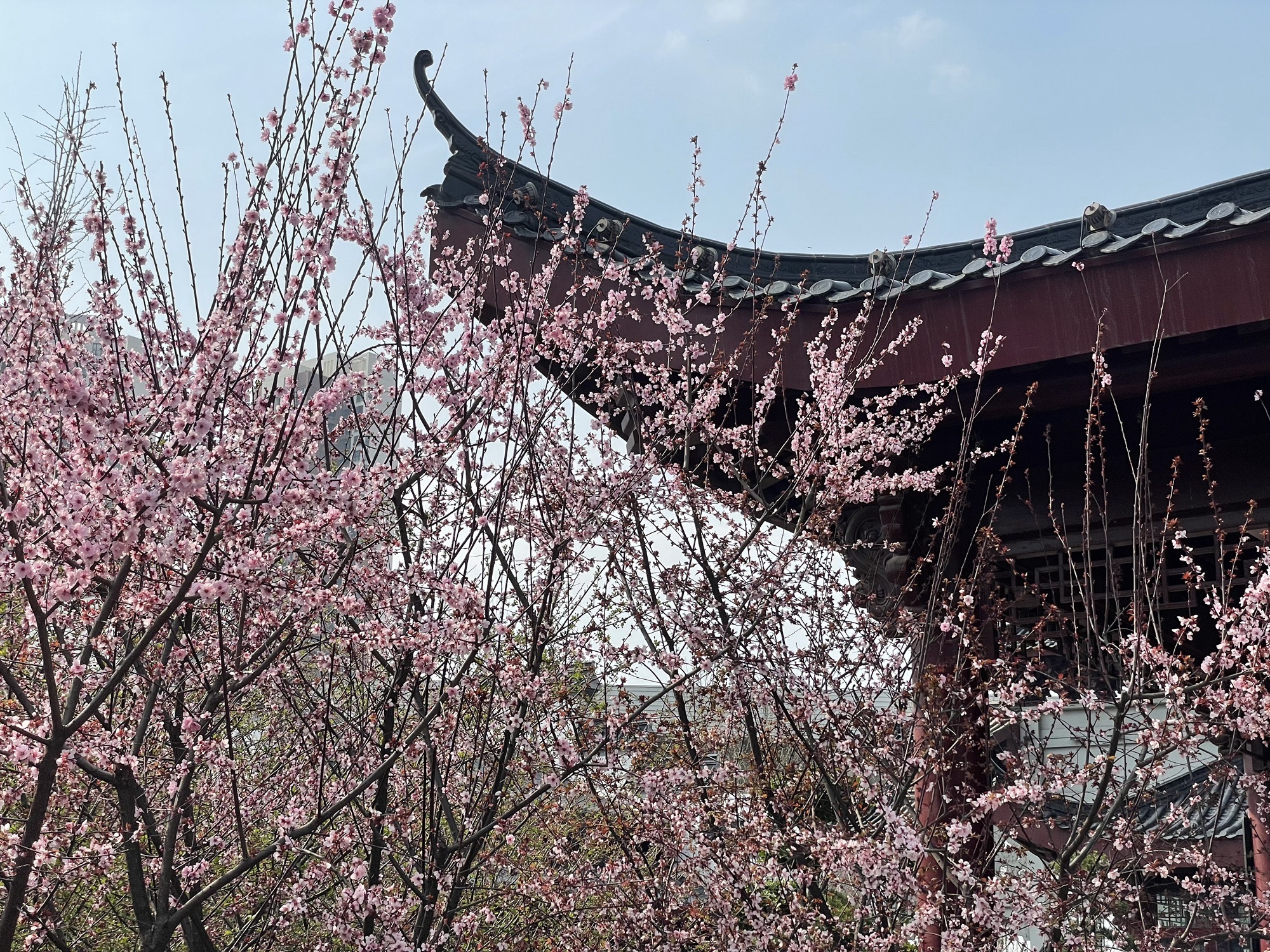 堤角公园旅行图片 2
