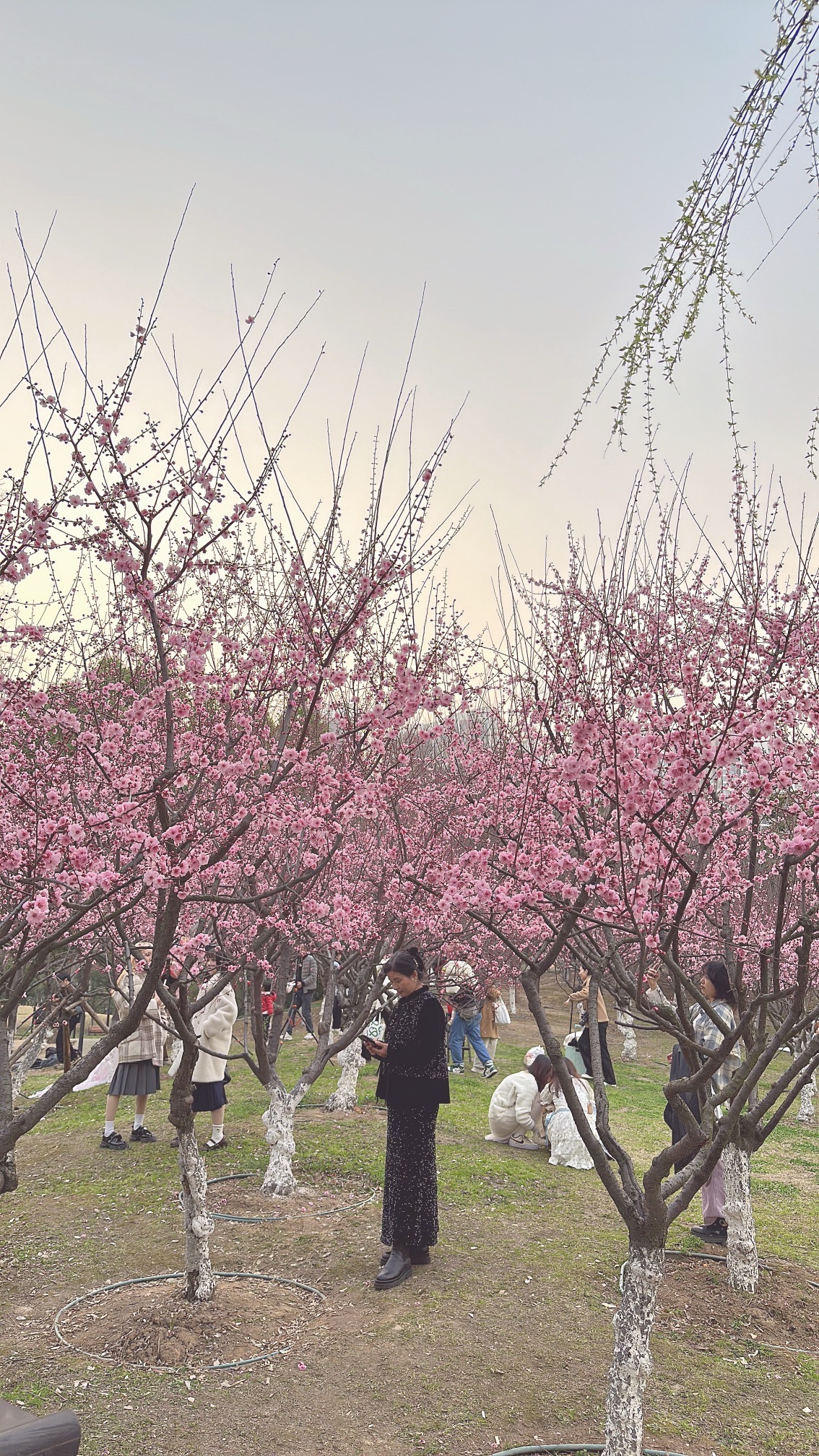 堤角公园旅行图片 3