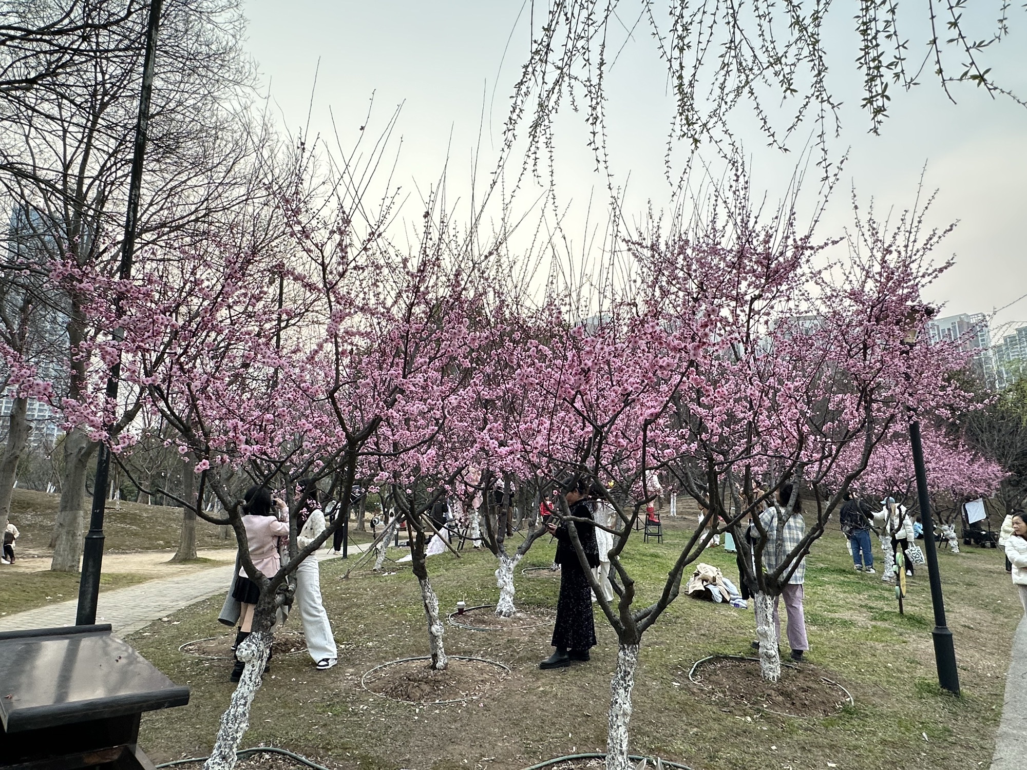 堤角公园旅行图片 1