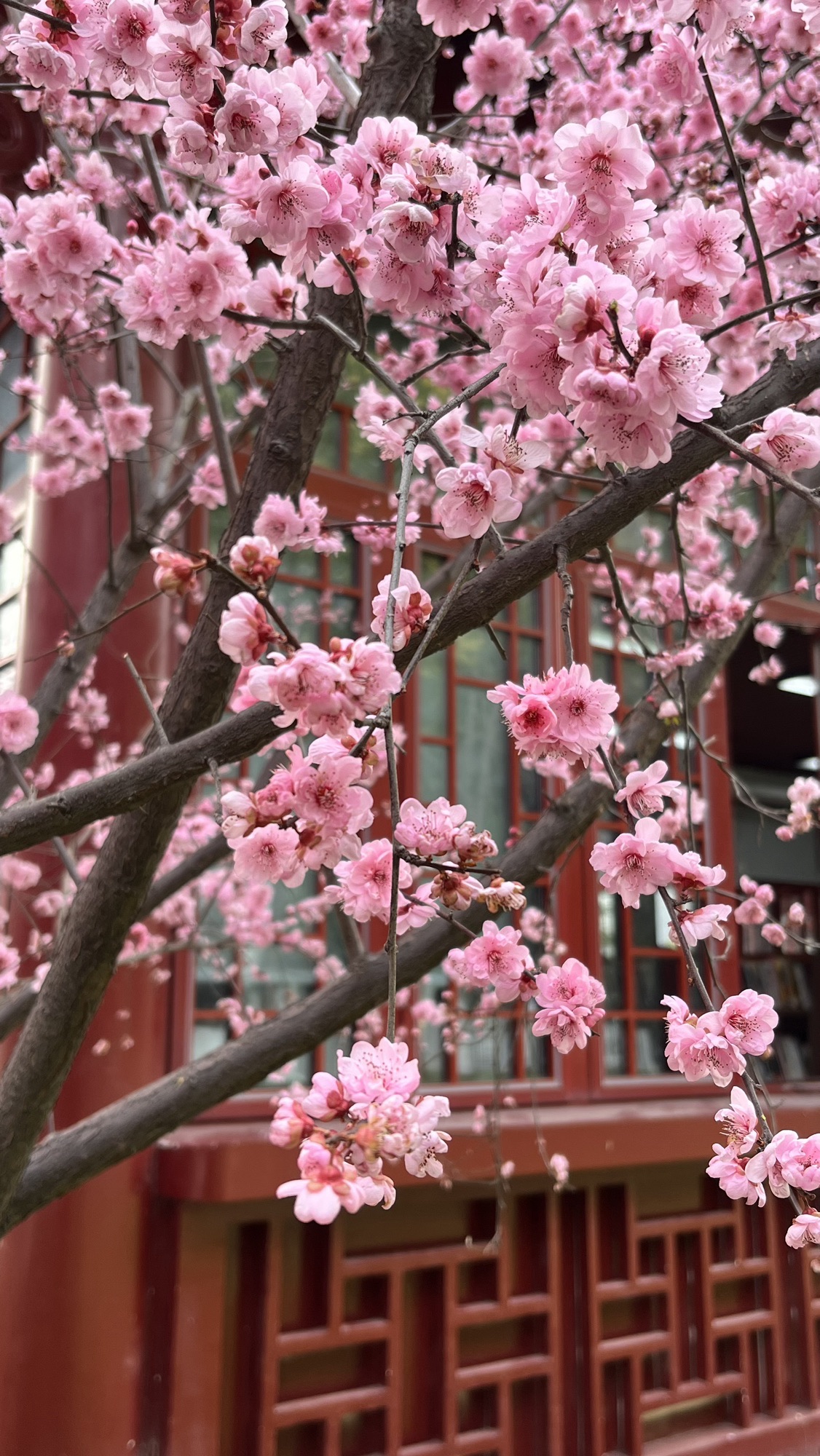 堤角公园旅行图片 2