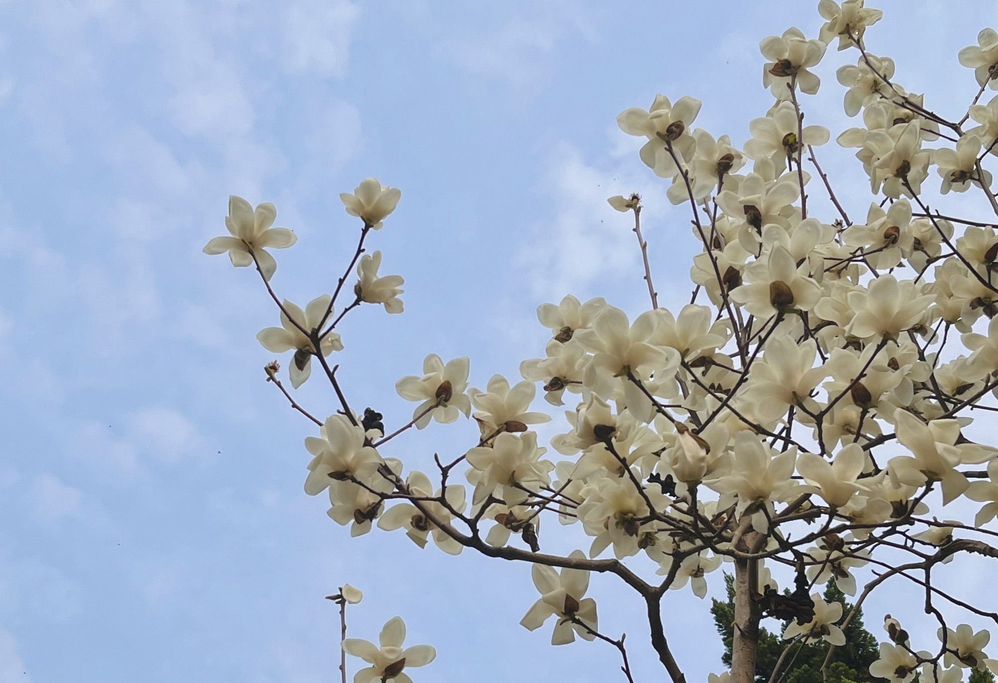 堤角公园旅行图片 1