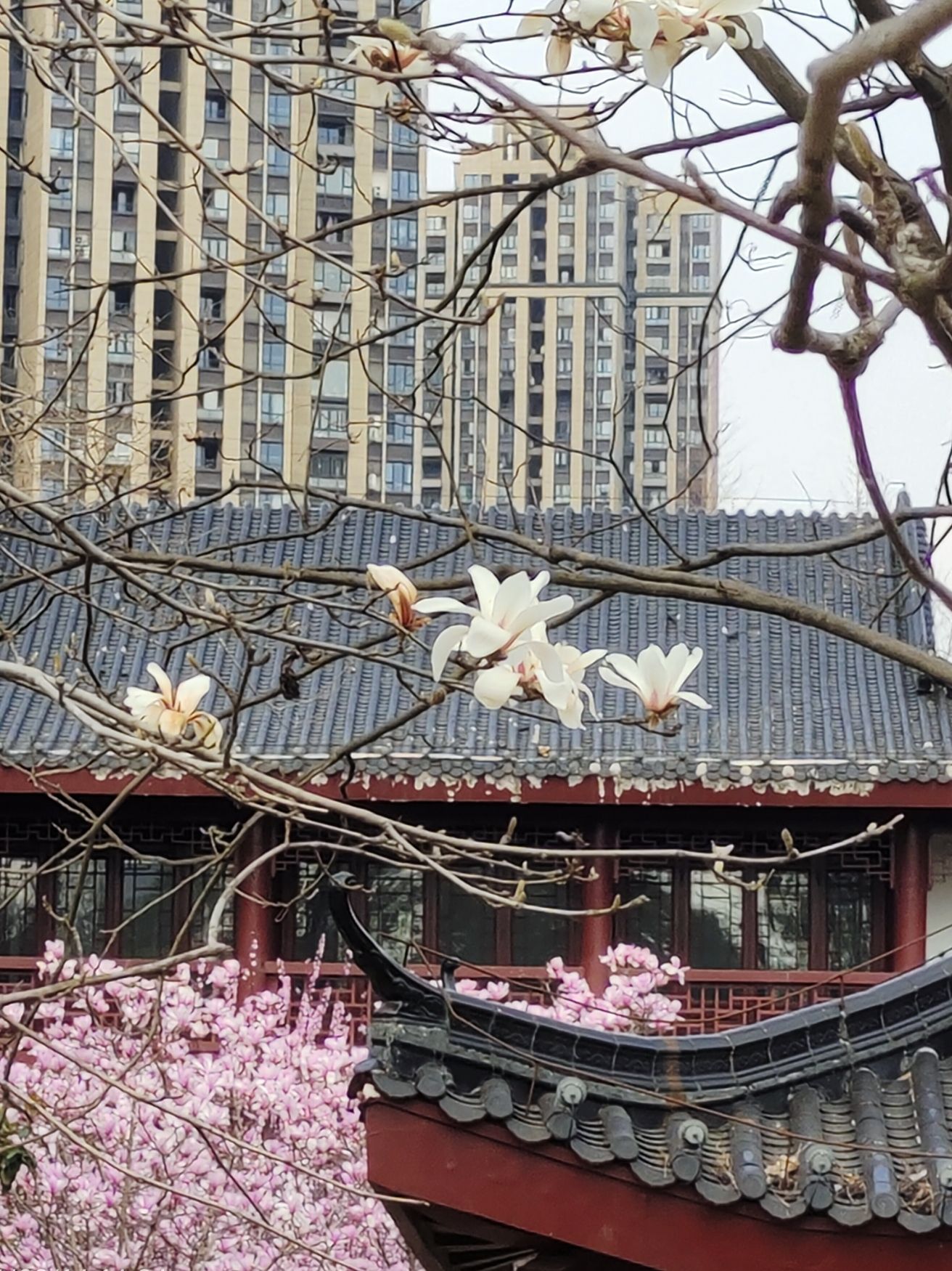 堤角公园旅行图片 3