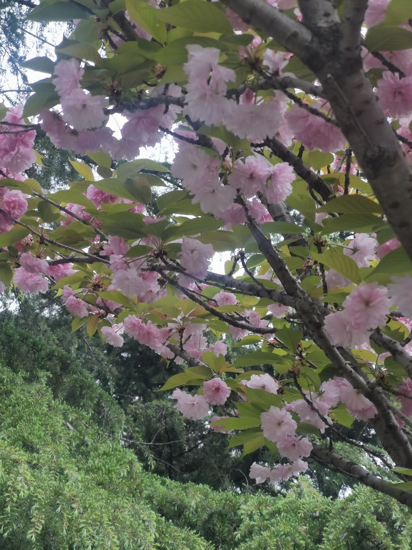 武汉市和平公园旅行图片 1